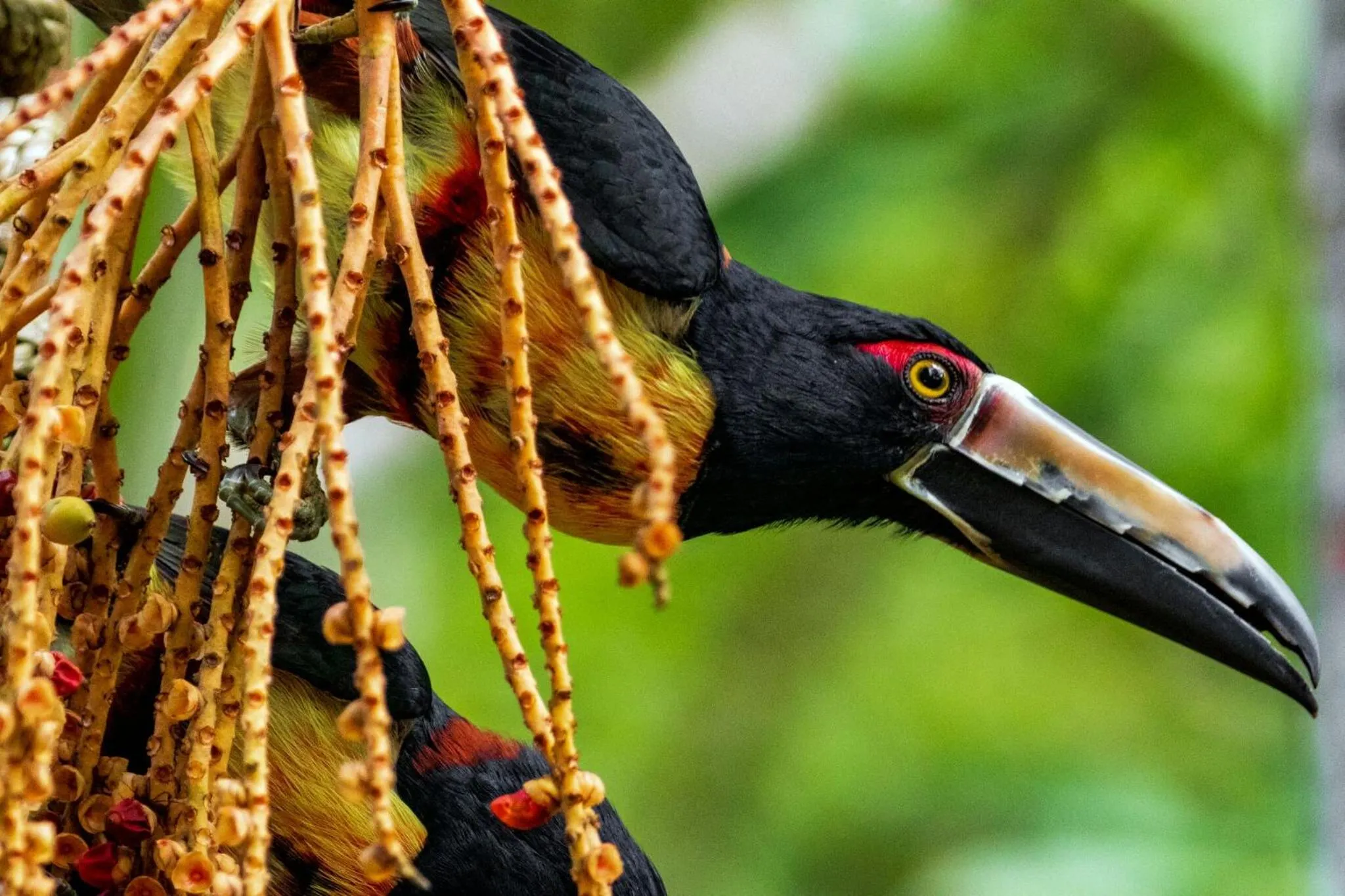 Day in Summit Rainforest Golf Resort & All Inclusive