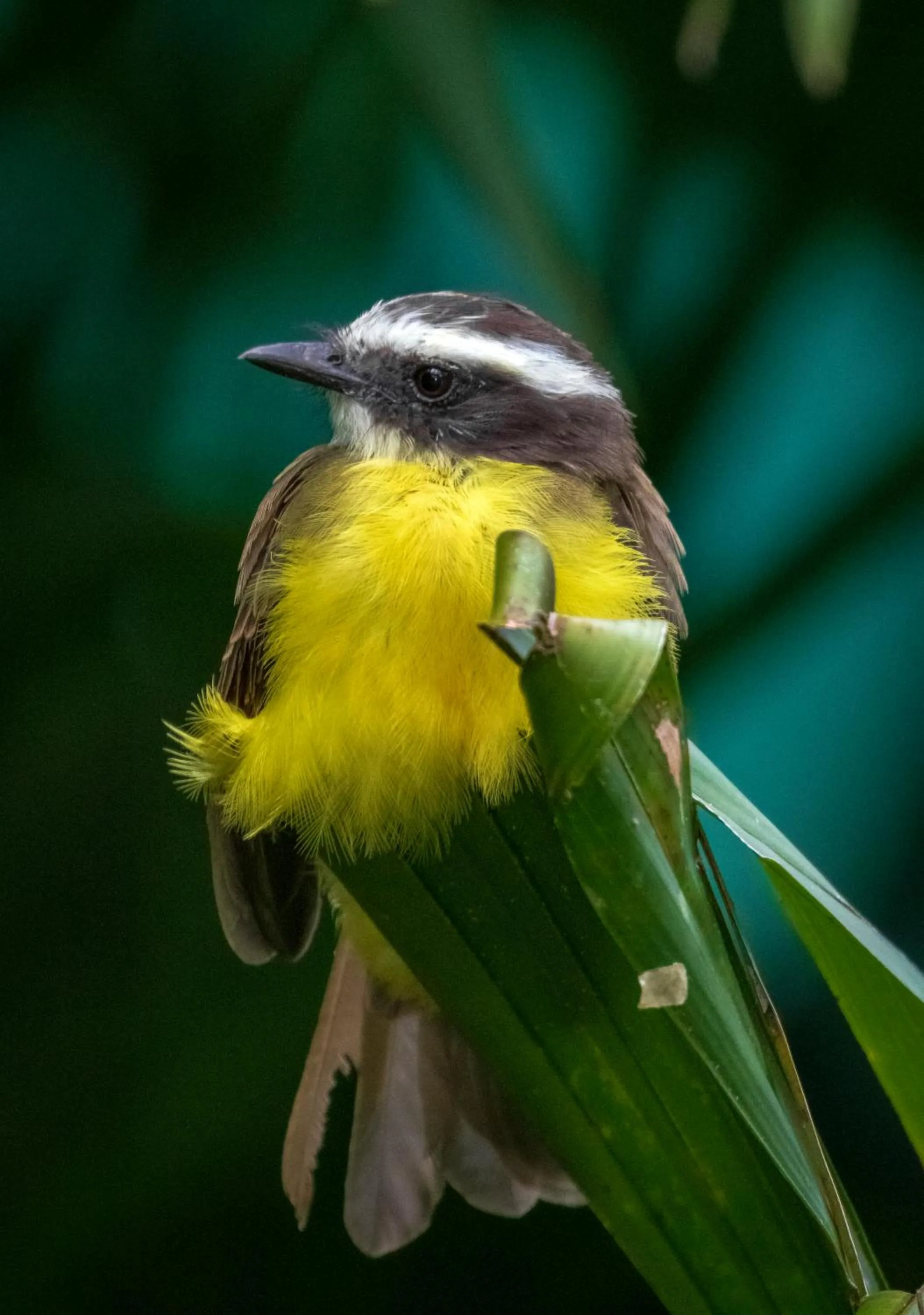 Animals in Summit Rainforest Golf Resort & All Inclusive