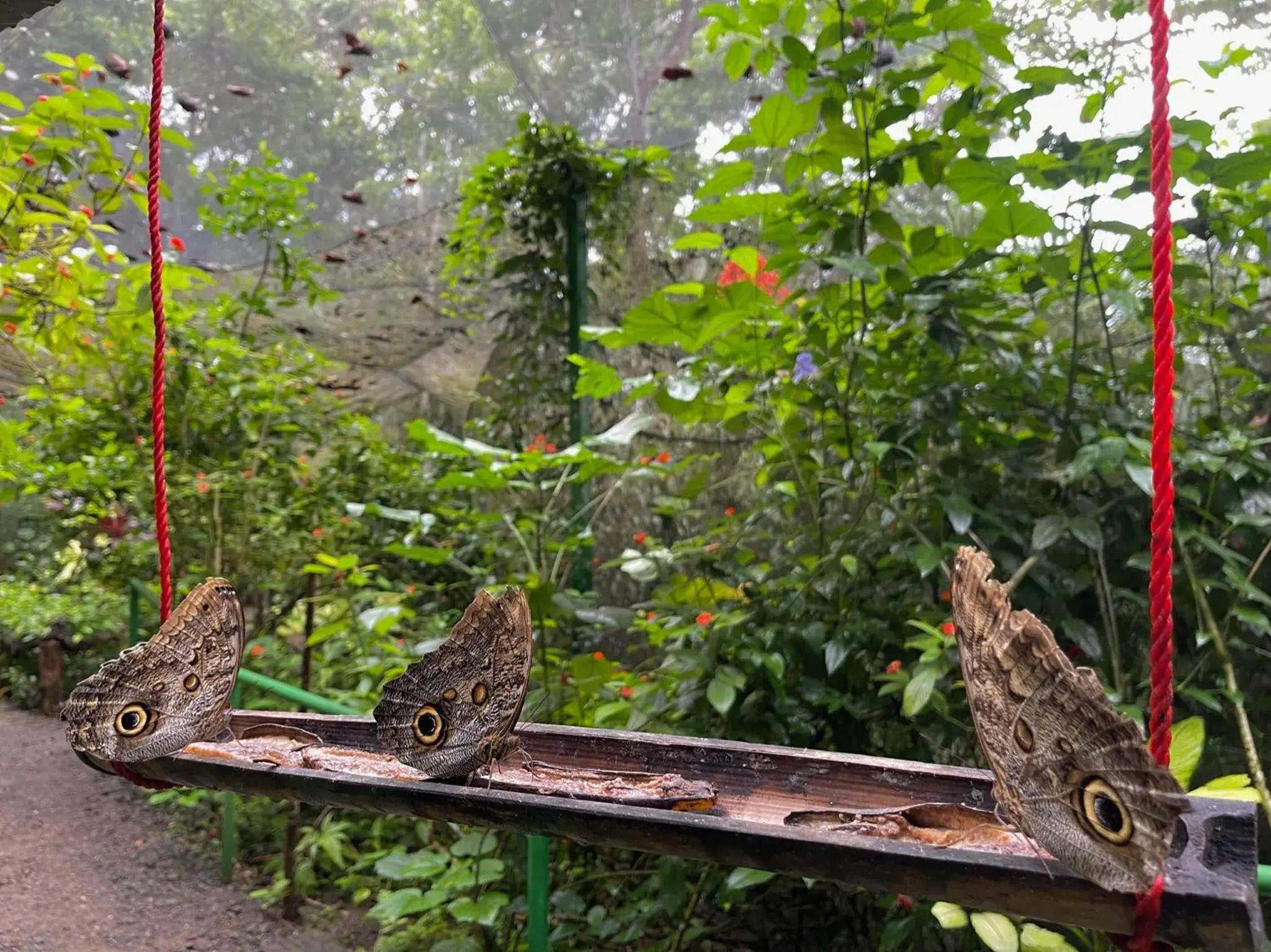 Property building in Summit Rainforest Golf Resort & All Inclusive Property building in Summit Rainforest Golf Resort & All Inclusive