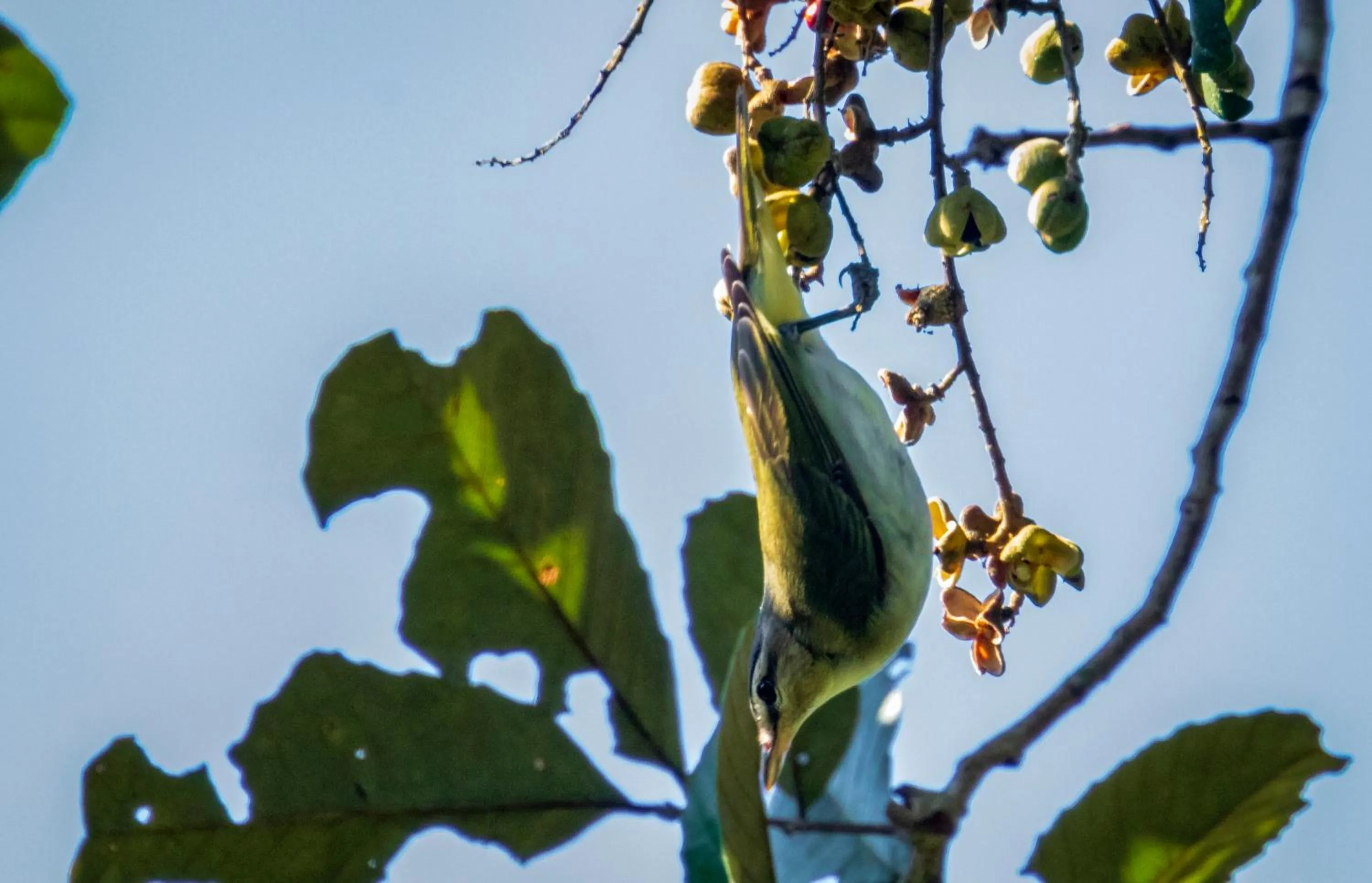 Day in Summit Rainforest Golf Resort & All Inclusive