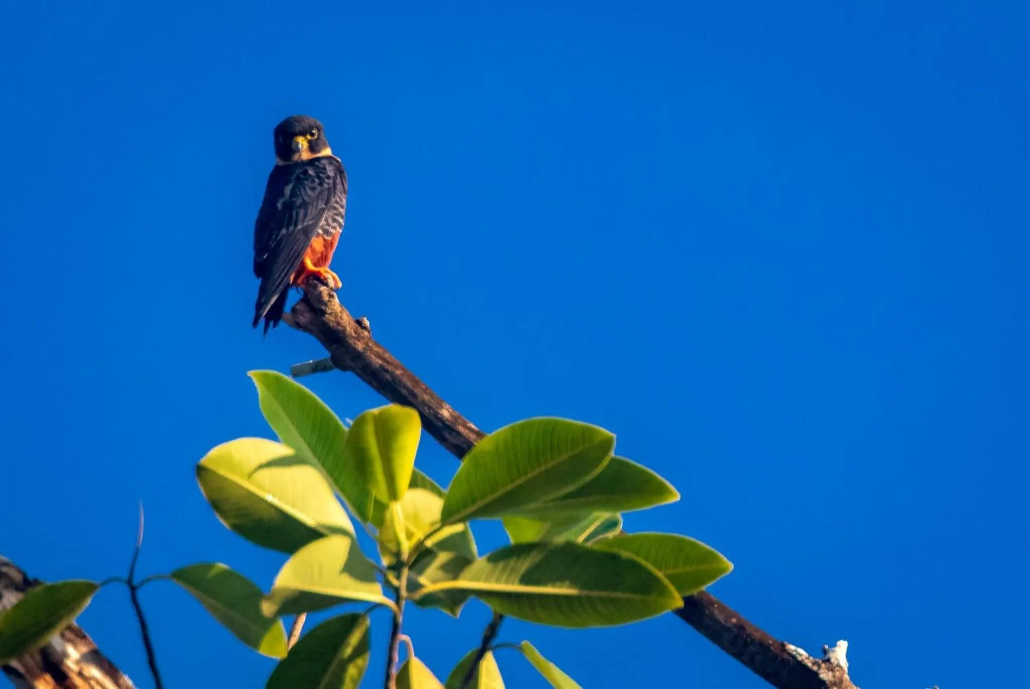 Day in Summit Rainforest Golf Resort & All Inclusive