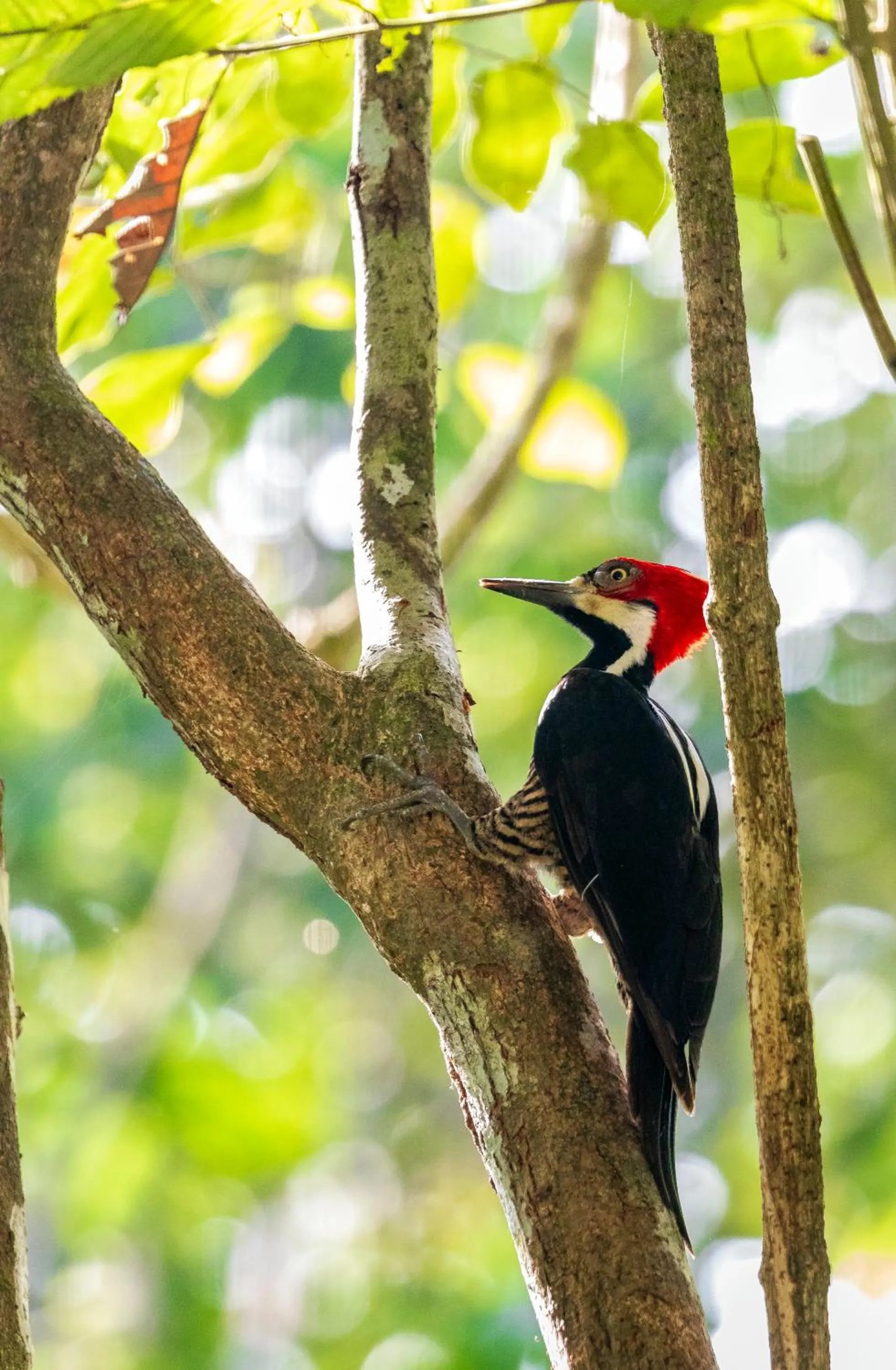 Animals in Summit Rainforest Golf Resort & All Inclusive