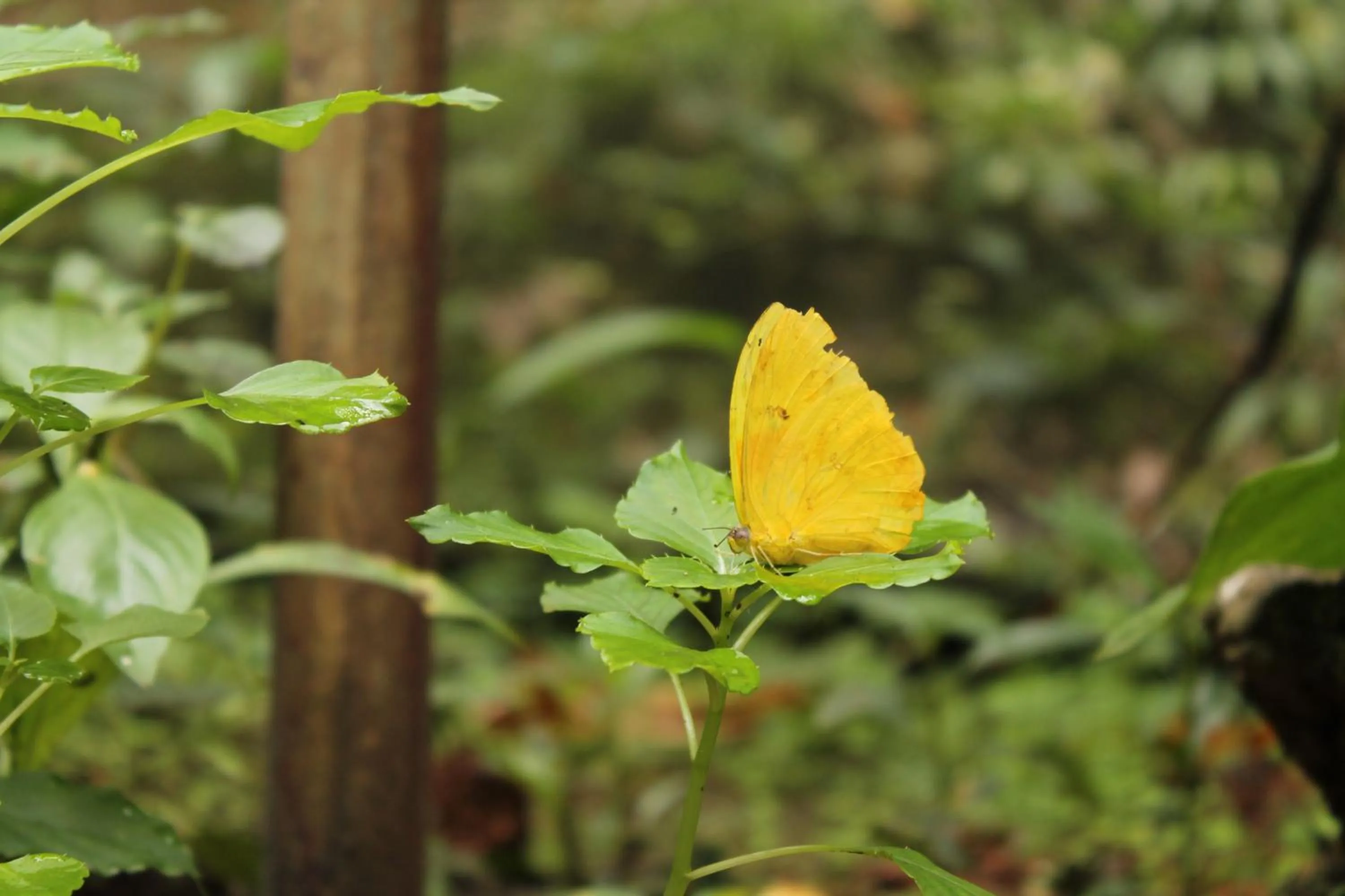 Activities in Summit Rainforest Golf Resort & All Inclusive