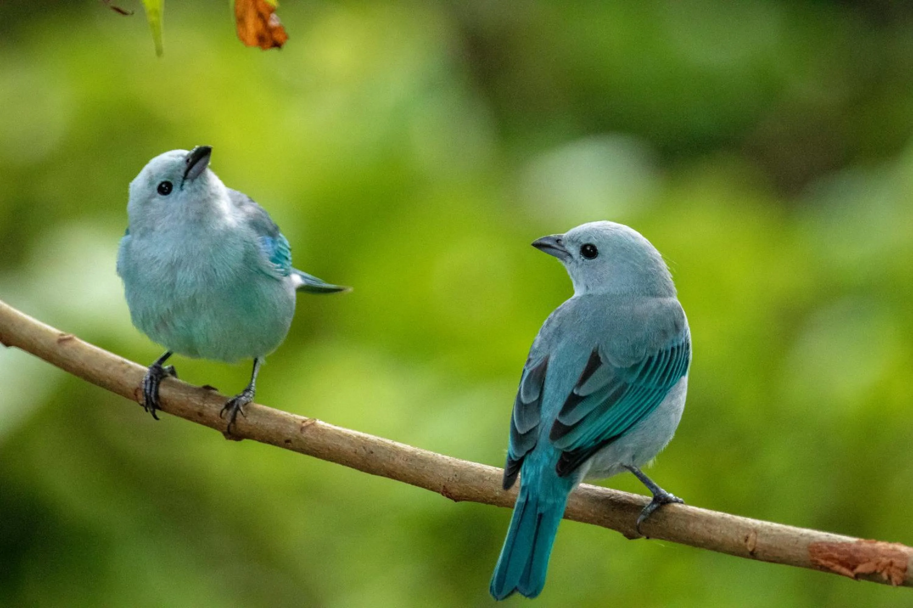 Animals in Summit Rainforest Golf Resort & All Inclusive