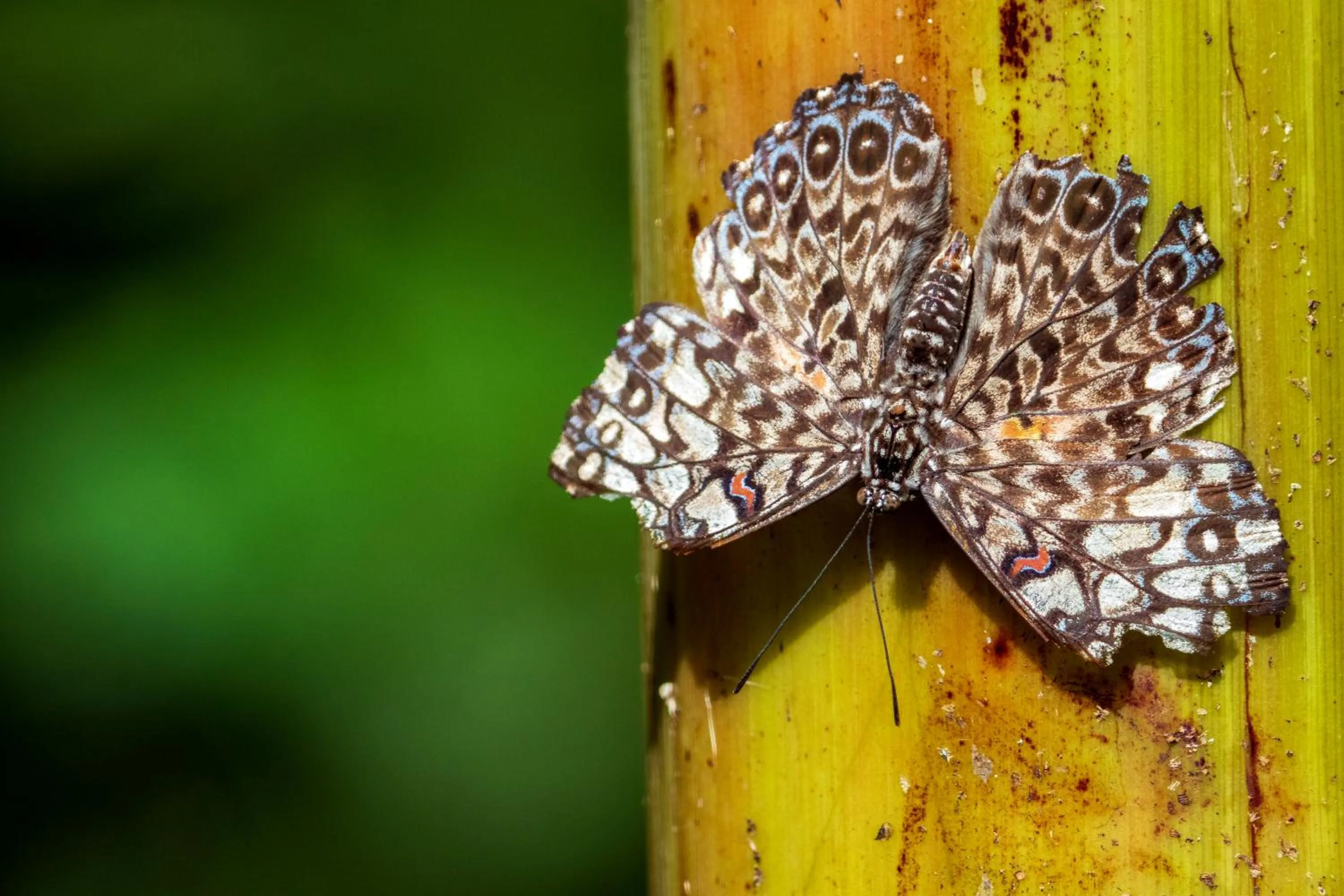 Day in Summit Rainforest Golf Resort & All Inclusive