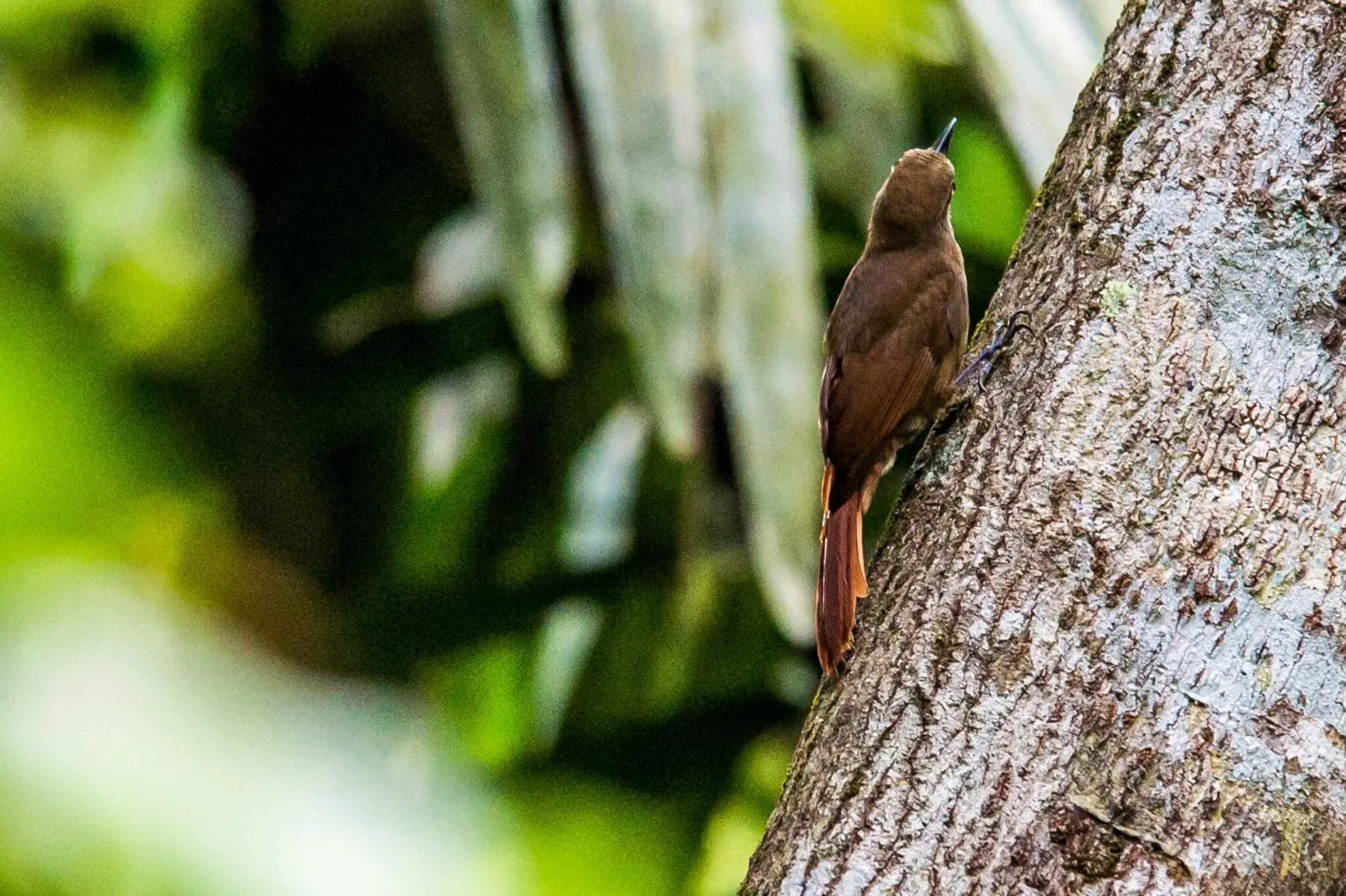 Day in Summit Rainforest Golf Resort & All Inclusive