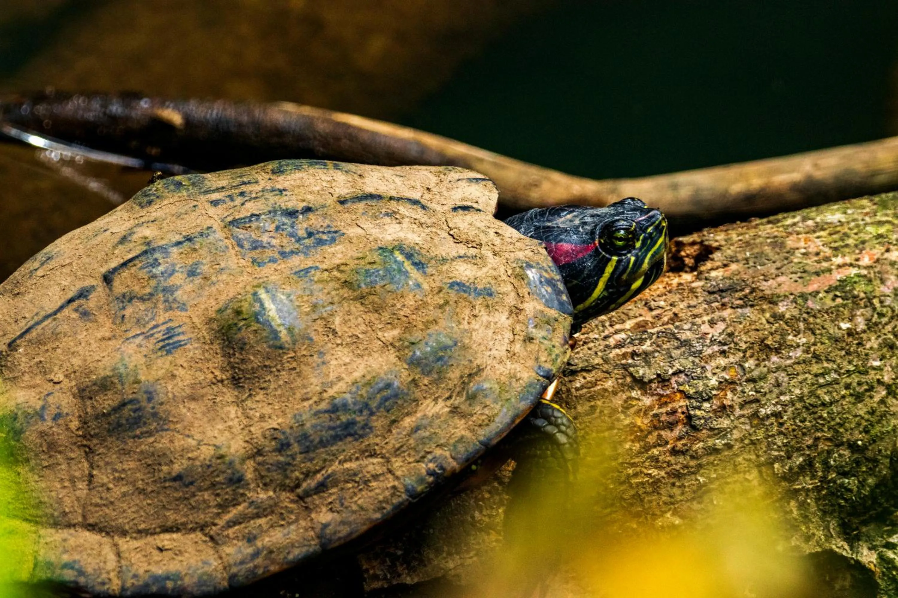 Animals in Summit Rainforest Golf Resort & All Inclusive