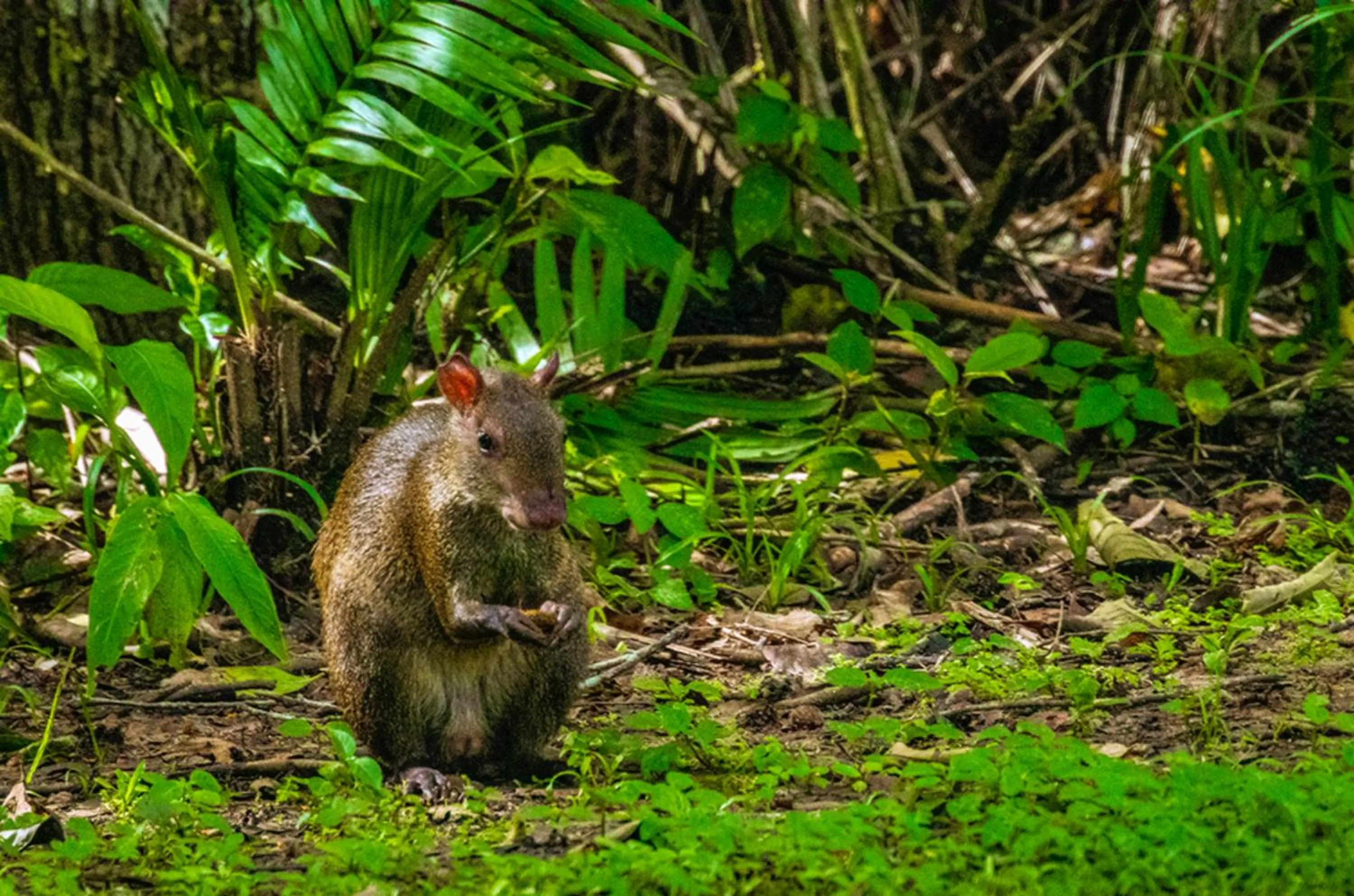 Animals in Summit Rainforest Golf Resort & All Inclusive