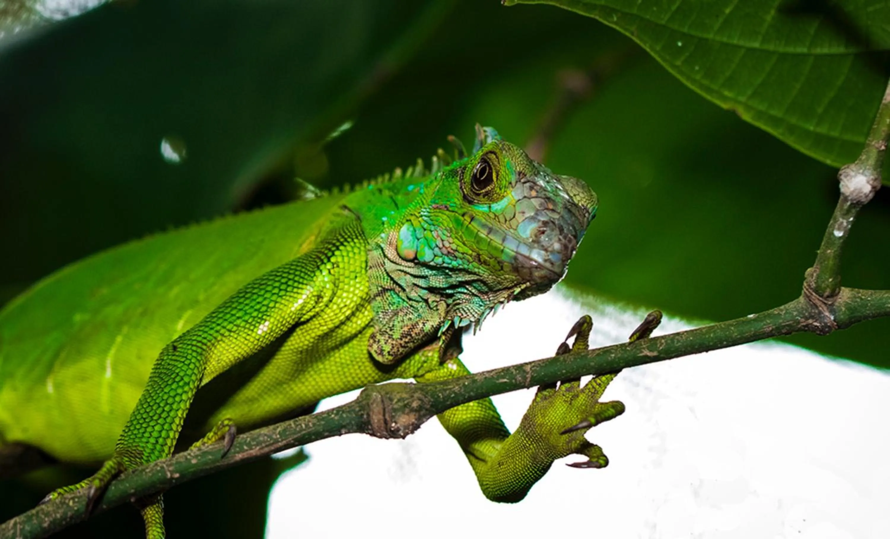 Animals in Summit Rainforest Golf Resort & All Inclusive