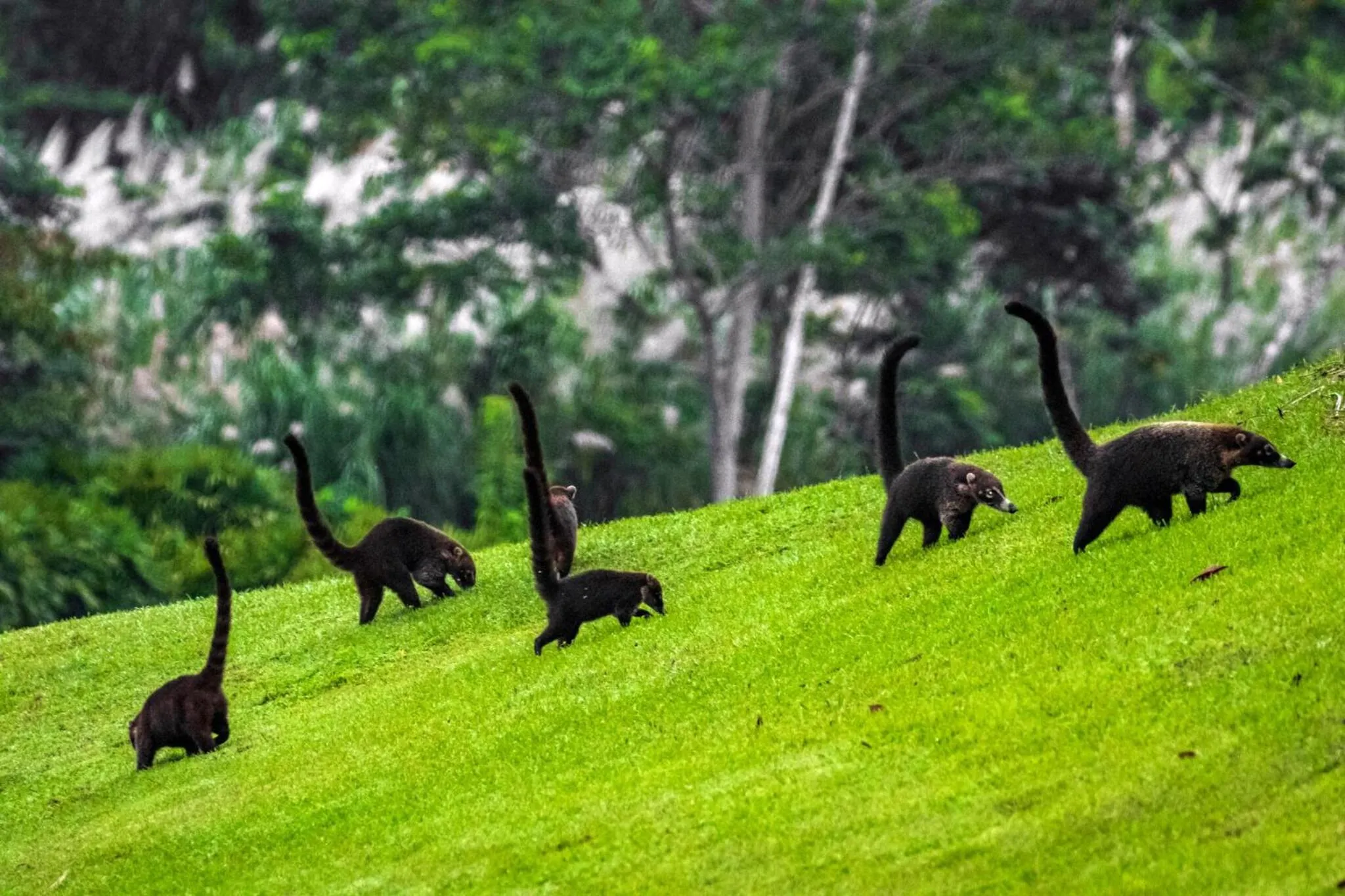 Day in Summit Rainforest Golf Resort & All Inclusive