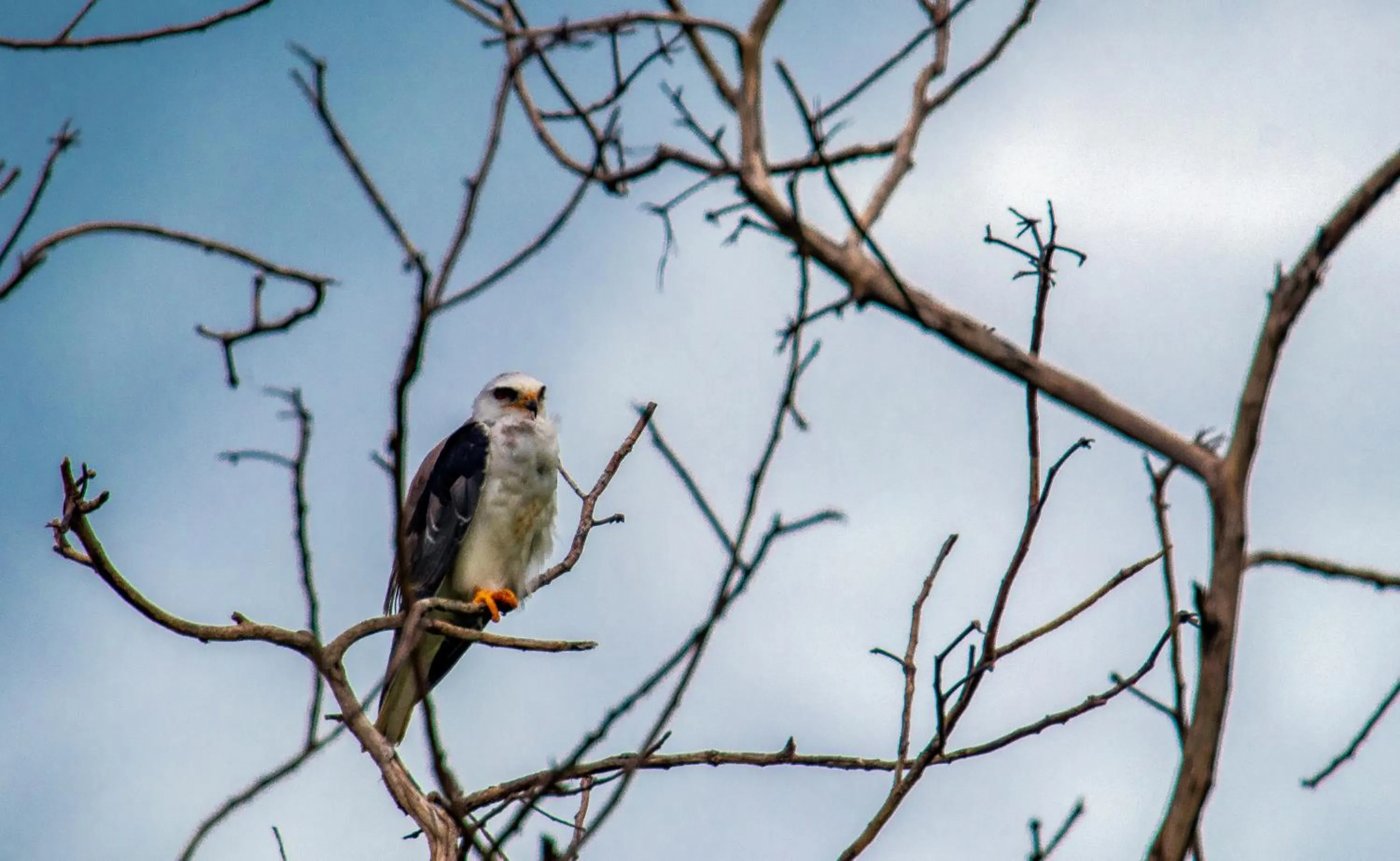 Animals in Summit Rainforest Golf Resort & All Inclusive