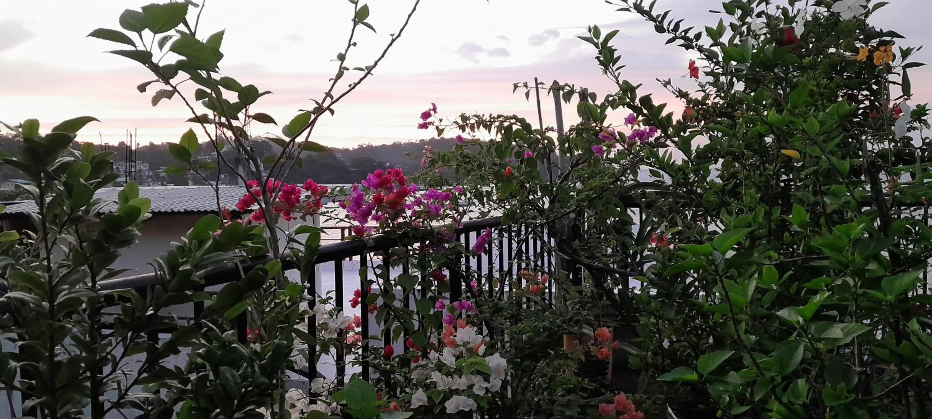 Garden view in Reynaldo's Upstairs