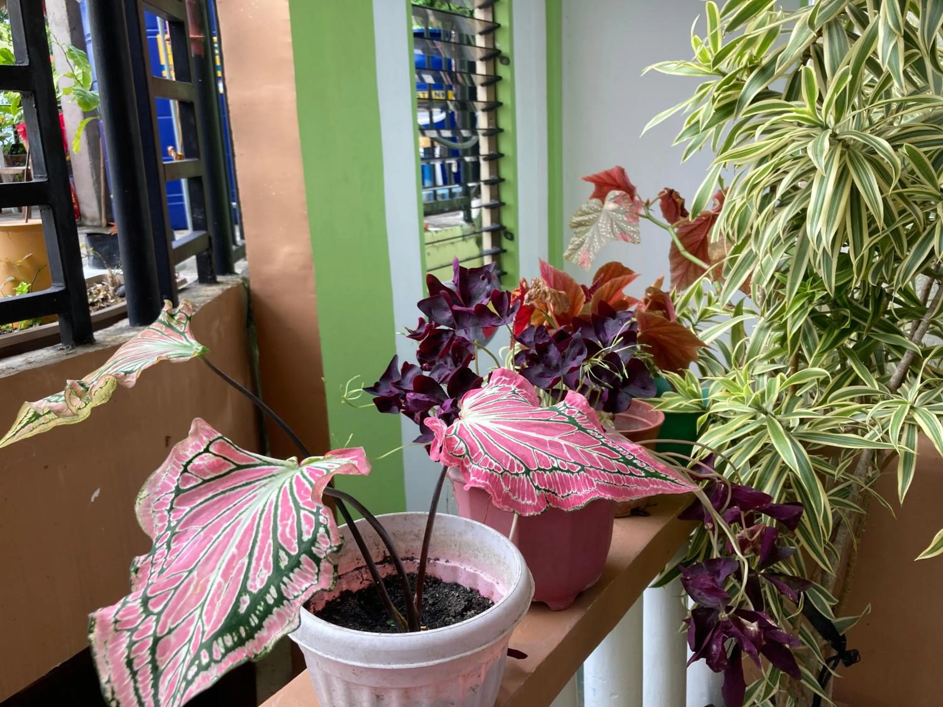 Property building in Reynaldo's Upstairs