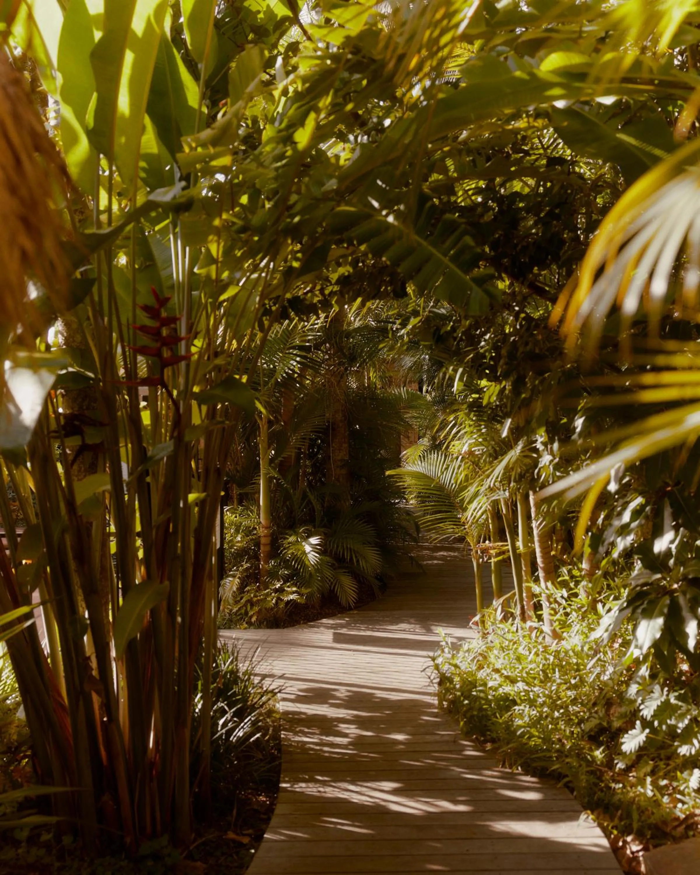 Garden in The Sunseeker, Byron Bay