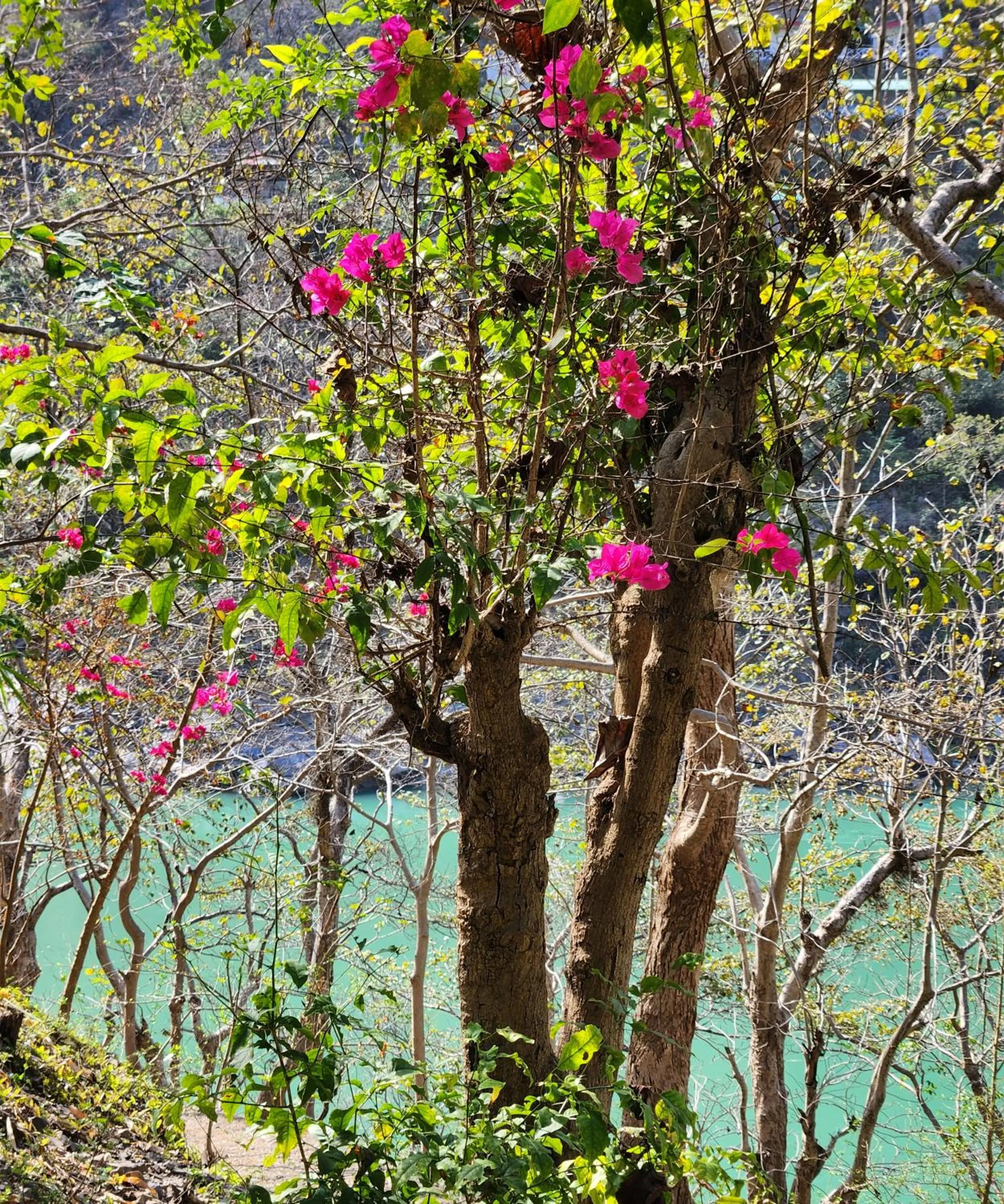 Samira's Birds & Butterflies Park-Spashram Ganga Beach Retreat