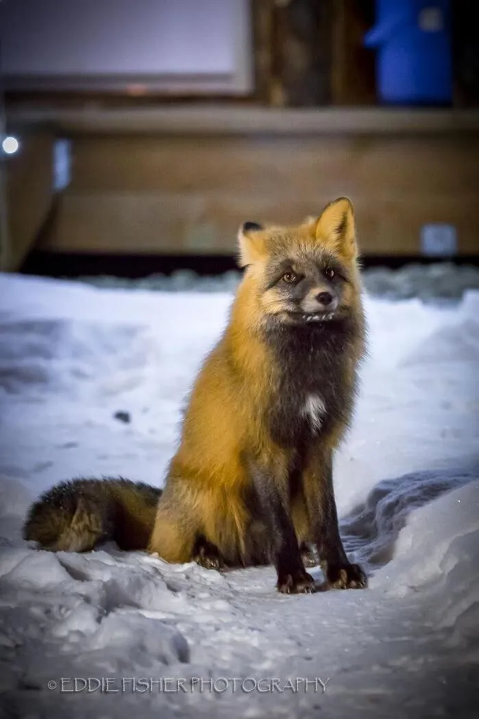 View (from property/room) in talkeetna villas and tours