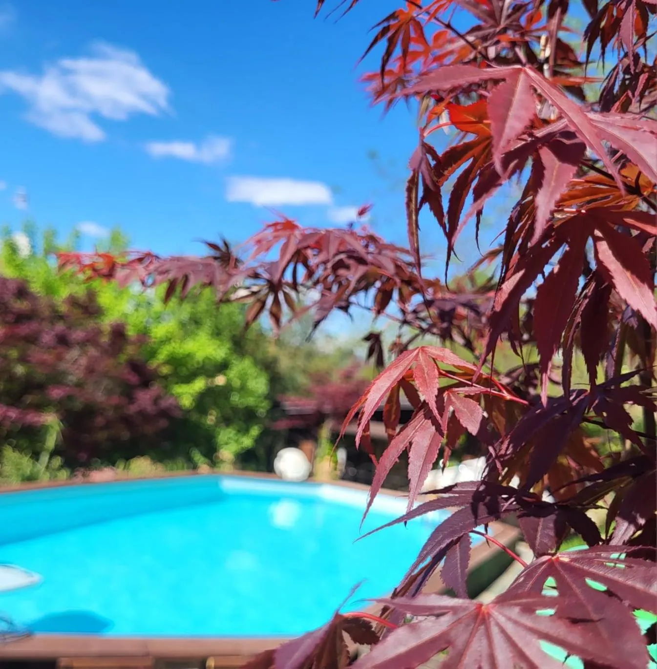 Pool view in B&B Relais Cascina al Campaccio