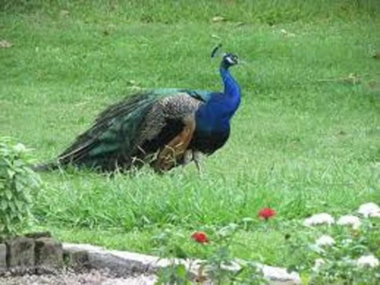 Garden in Green Herbal Ayurvedic Eco-Lodge