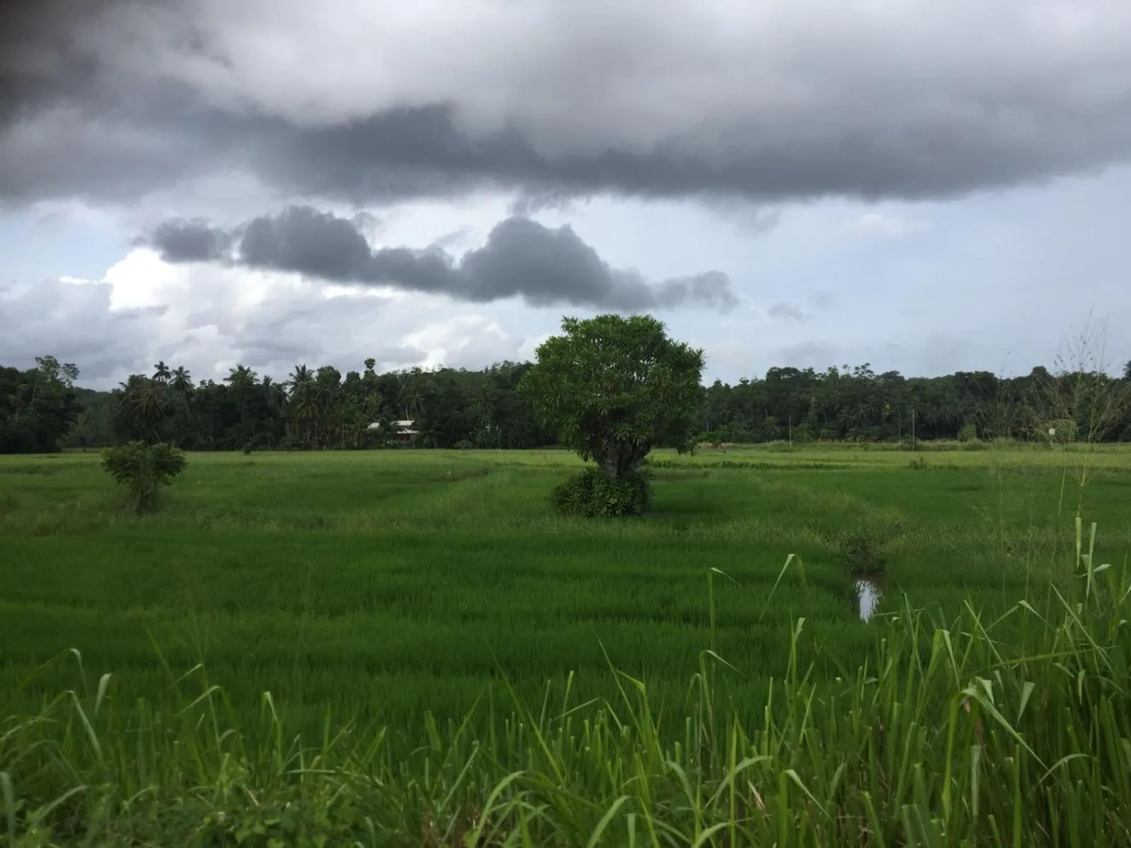 Green Herbal Ayurvedic Eco-Lodge
