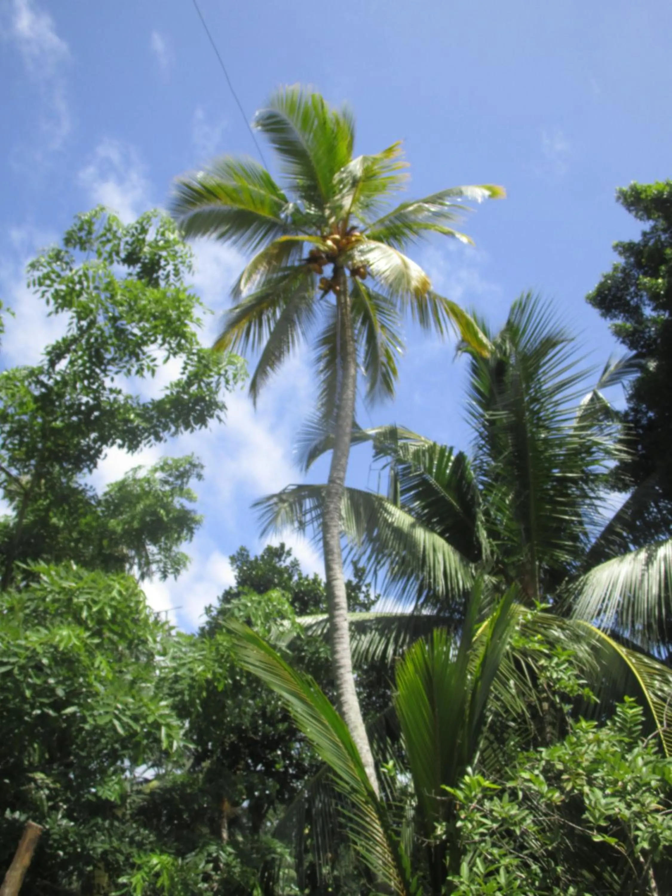 Green Herbal Ayurvedic Eco-Lodge