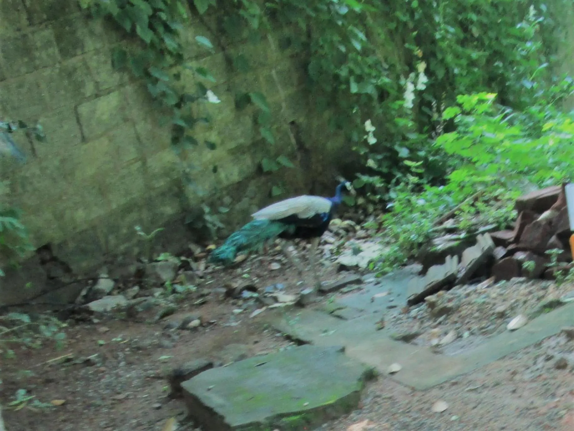 Green Herbal Ayurvedic Eco-Lodge