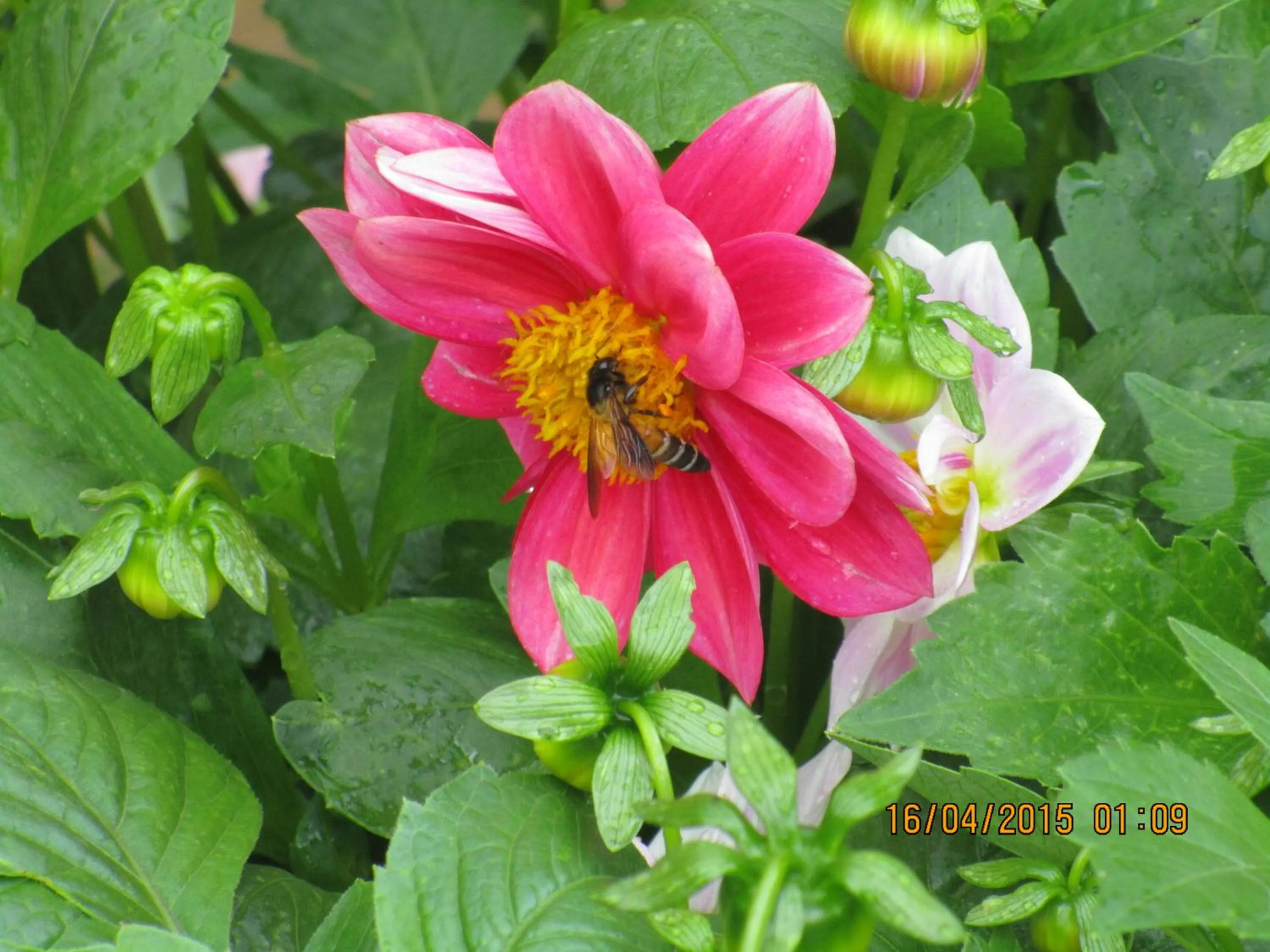 Green Herbal Ayurvedic Eco-Lodge