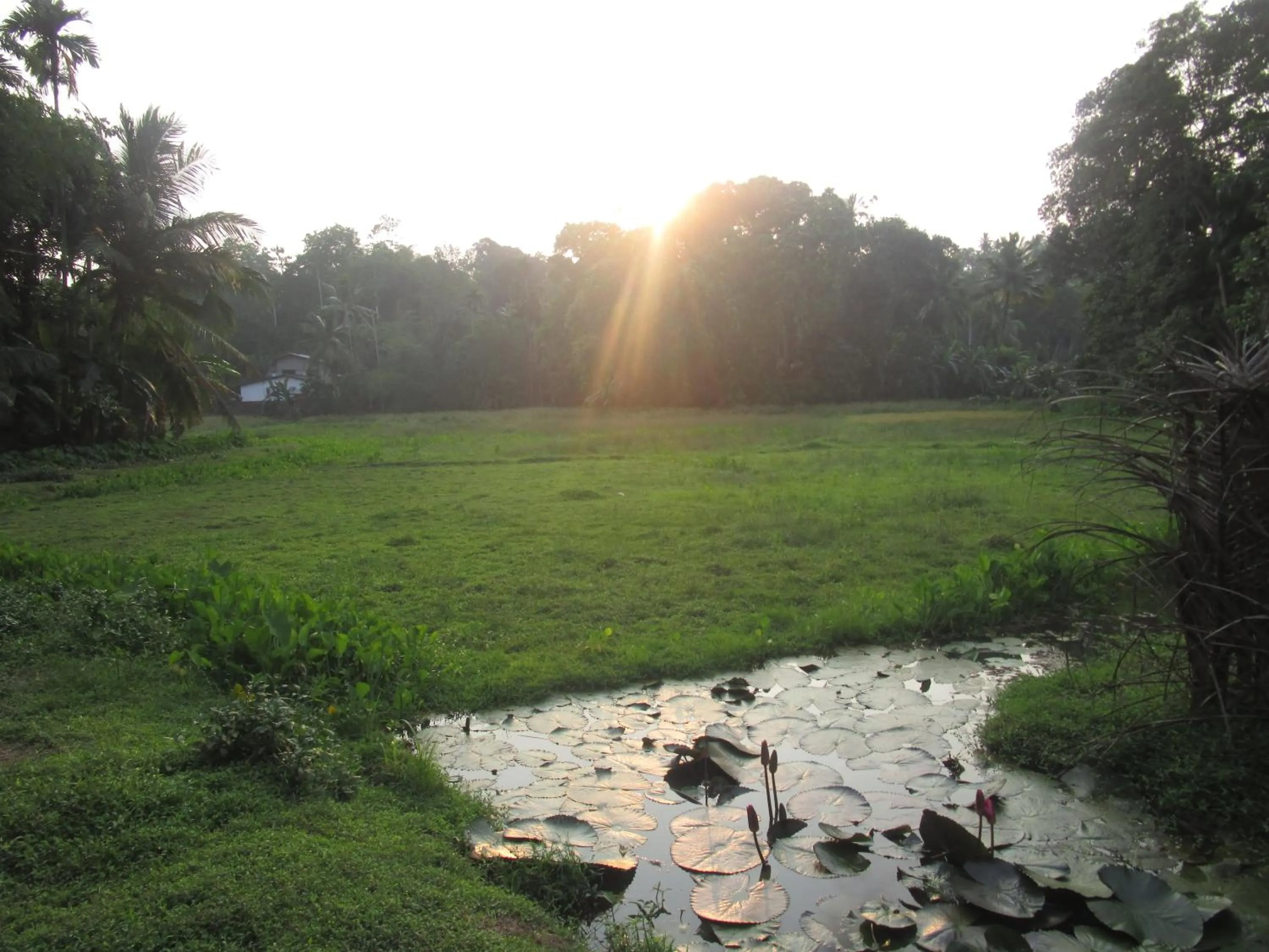 Bird's eye view in Green Herbal Ayurvedic Eco-Lodge