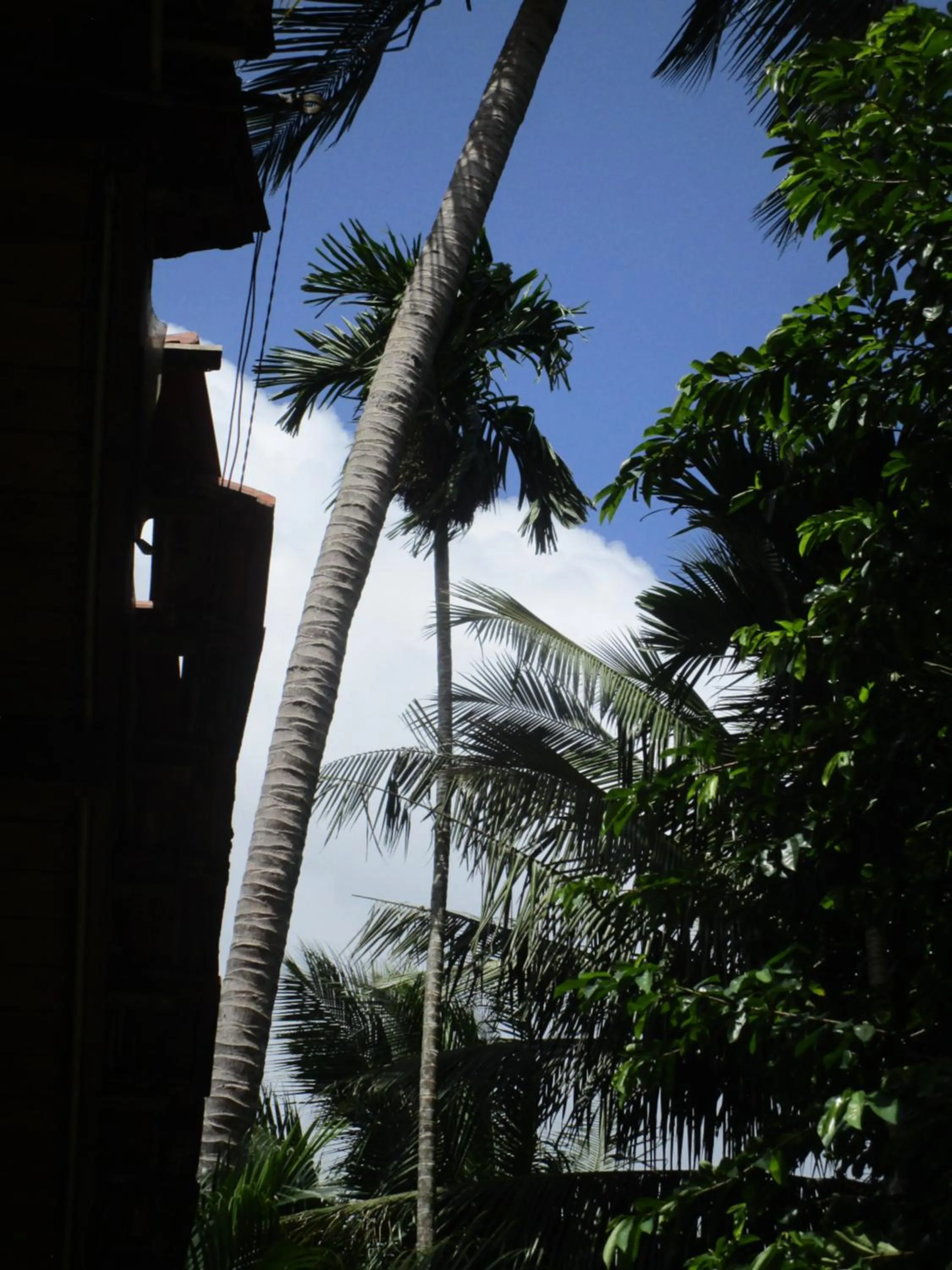 Green Herbal Ayurvedic Eco-Lodge