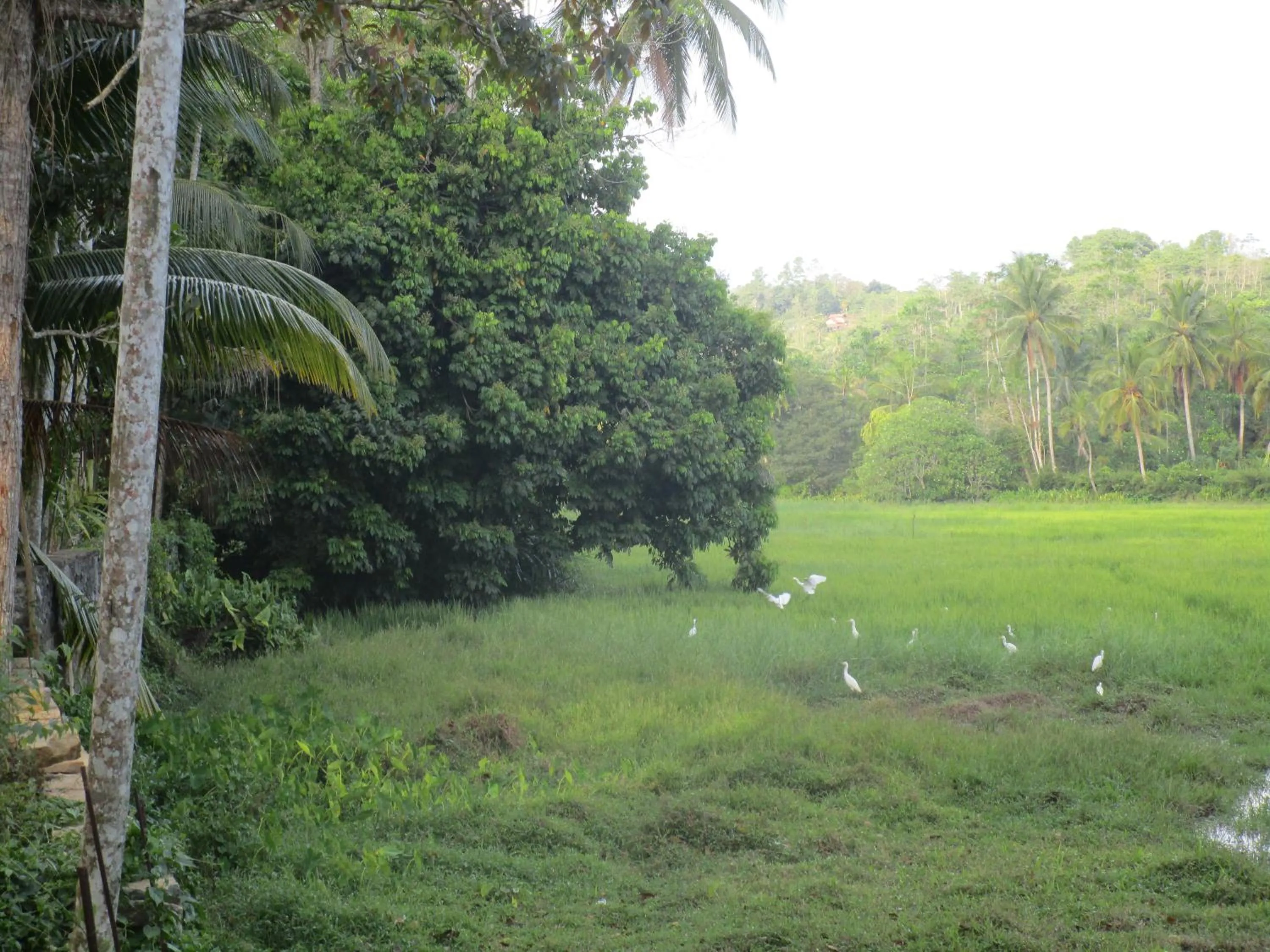 Green Herbal Ayurvedic Eco-Lodge