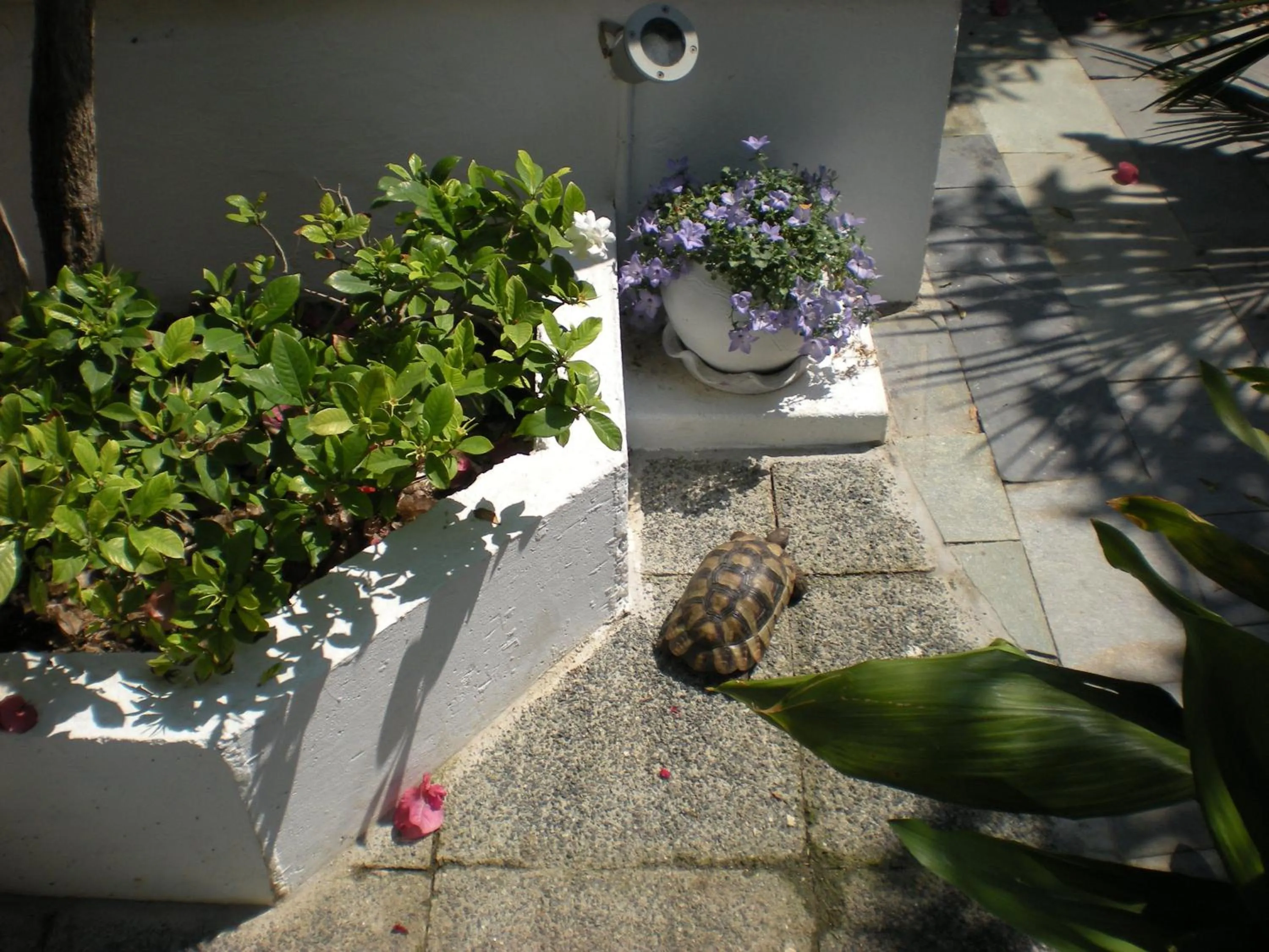 Decorative detail in Manolis' House