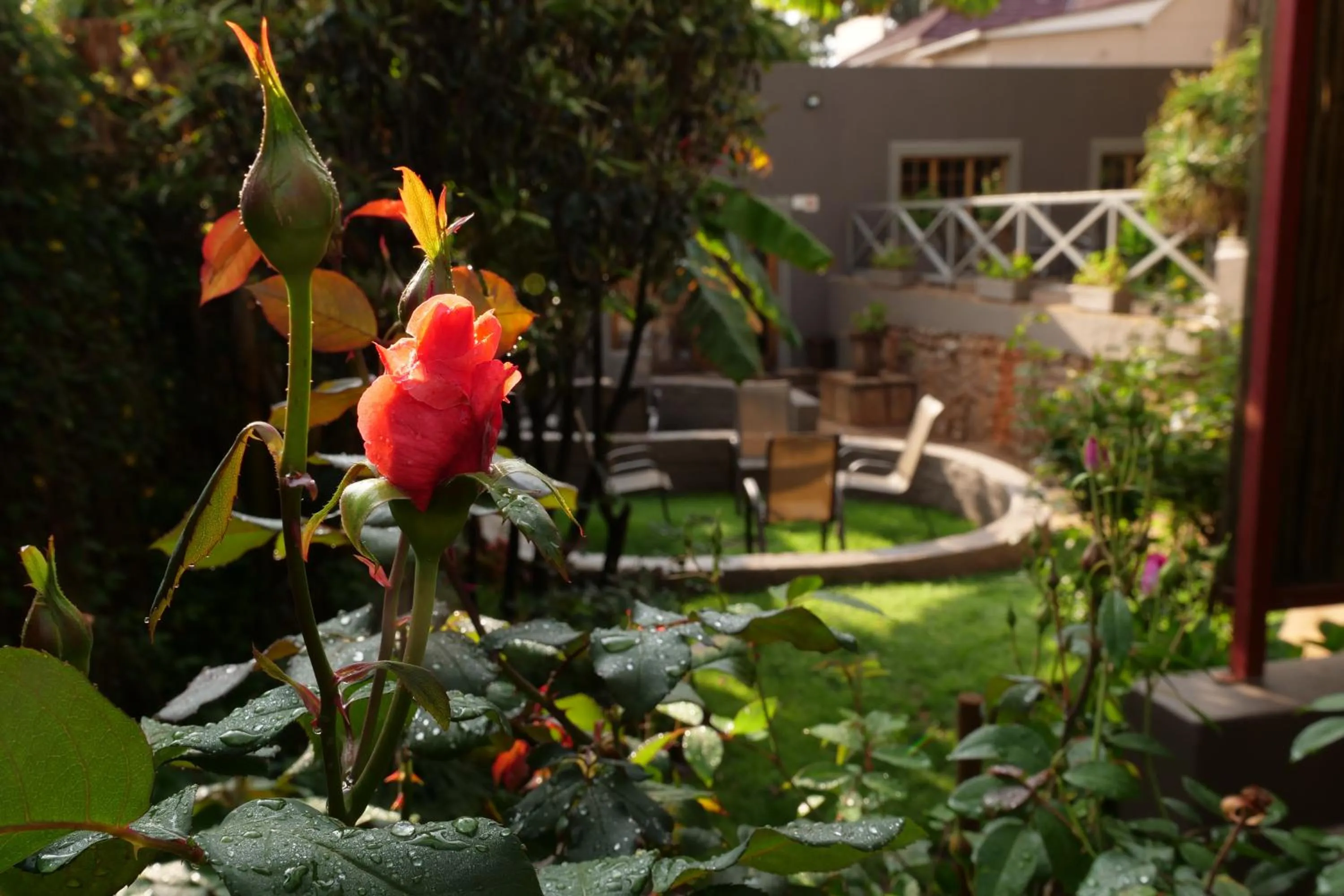 Garden in 7th Street Guesthouse