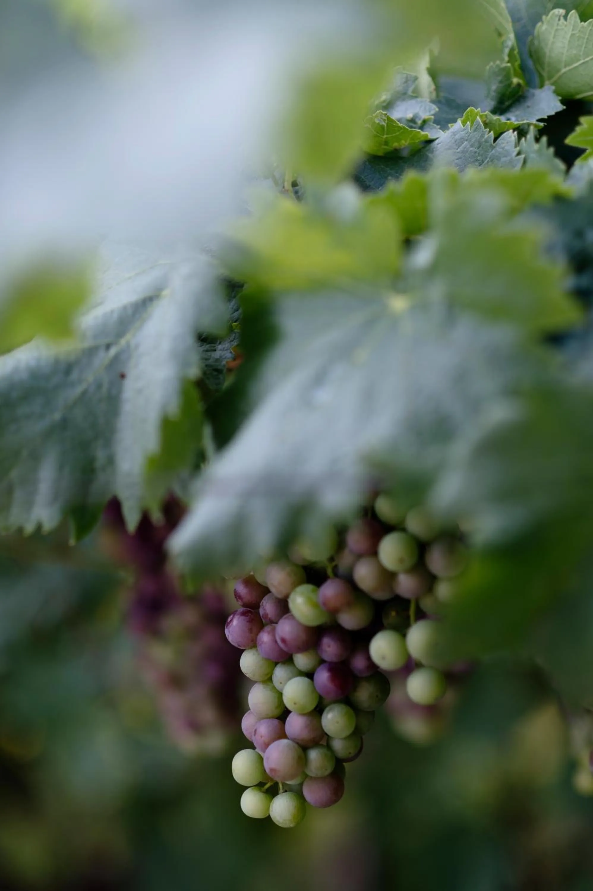 Hiking in 1477 Reichhalter, a Member of Design Hotels