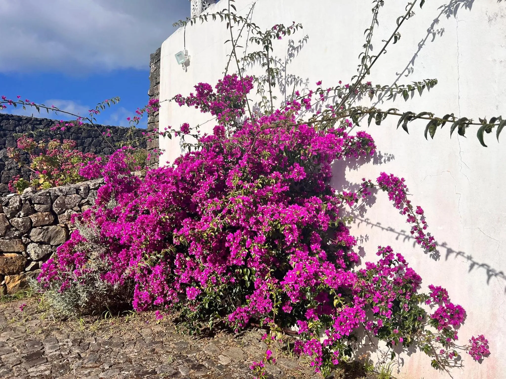 Spring in Casa do Becco