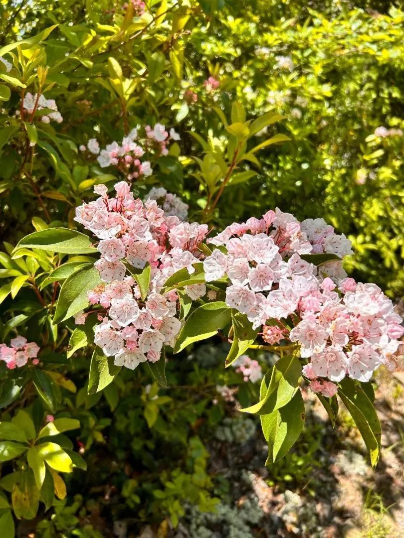 Hiking in Emerald Woods