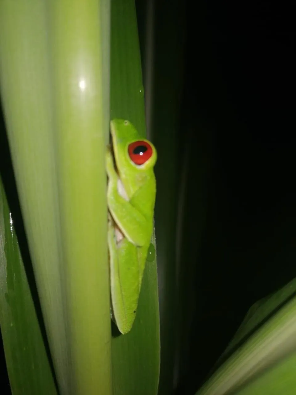Animals in The Sunset Tucano Lodge