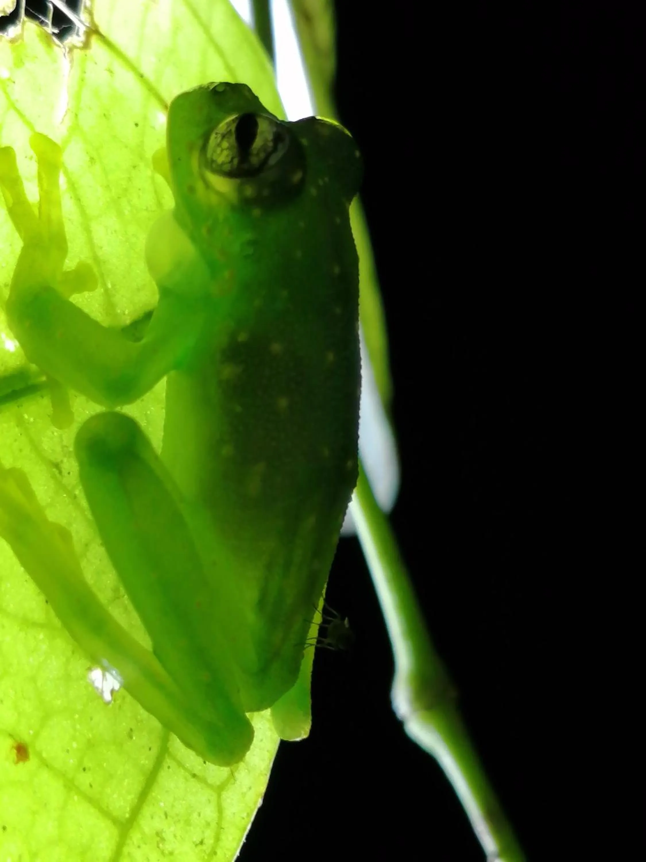 Animals in The Sunset Tucano Lodge