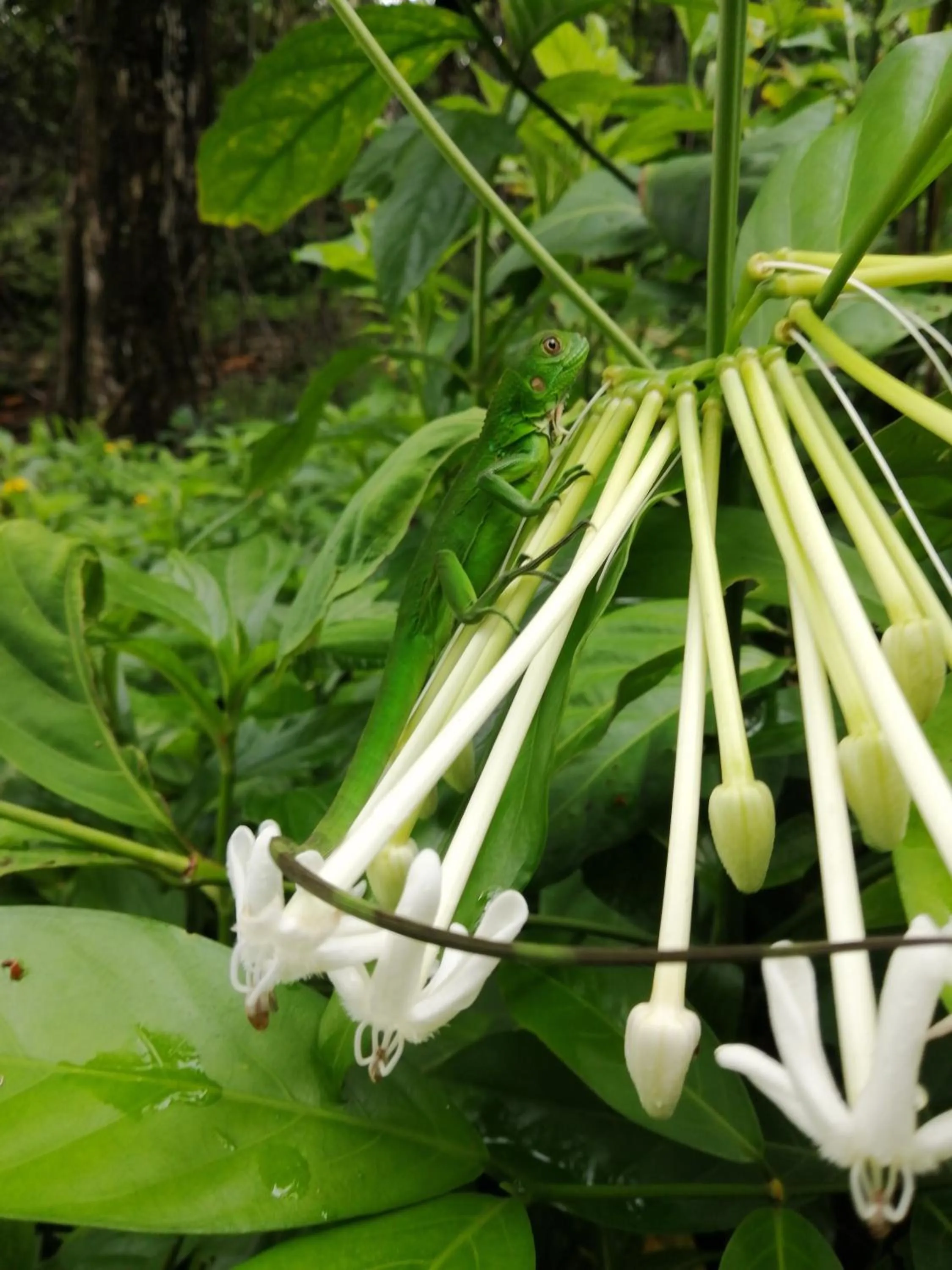 Animals in The Sunset Tucano Lodge