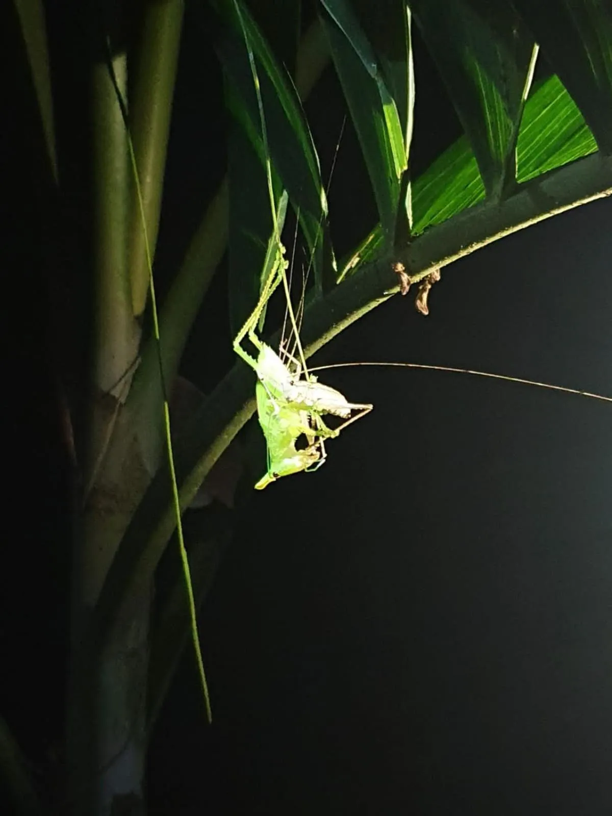 Animals in The Sunset Tucano Lodge