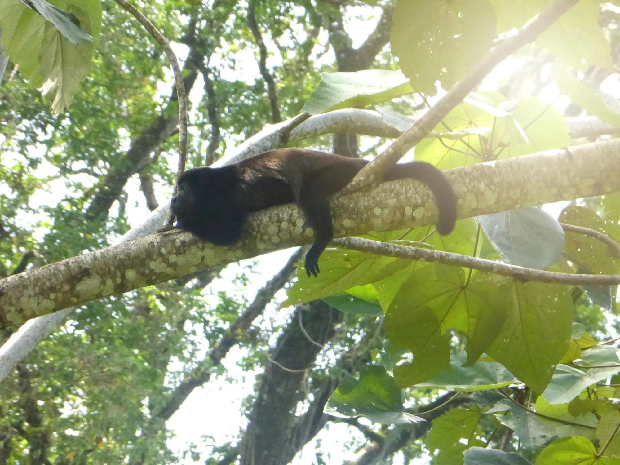 Animals in The Sunset Tucano Lodge