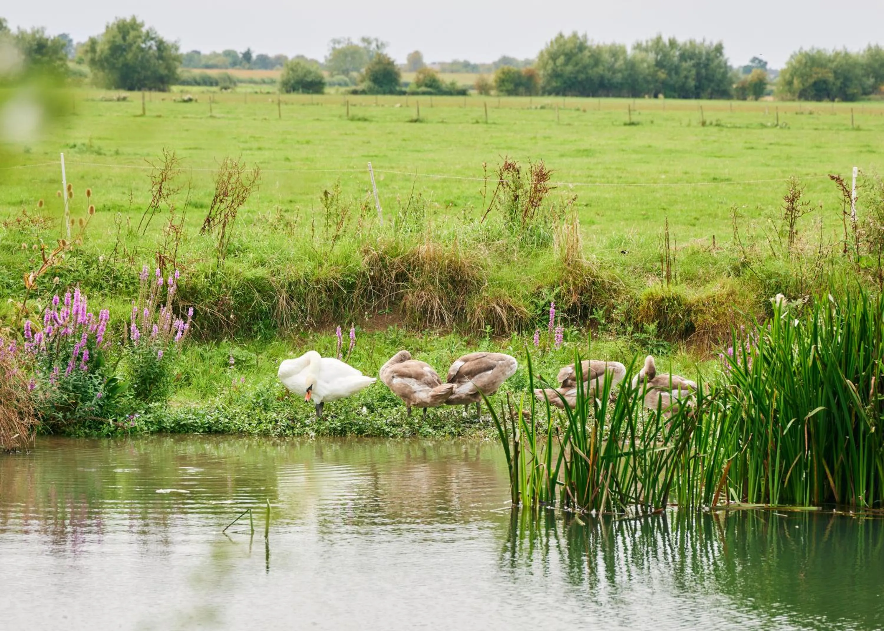 Area and facilities in The Plough Inn