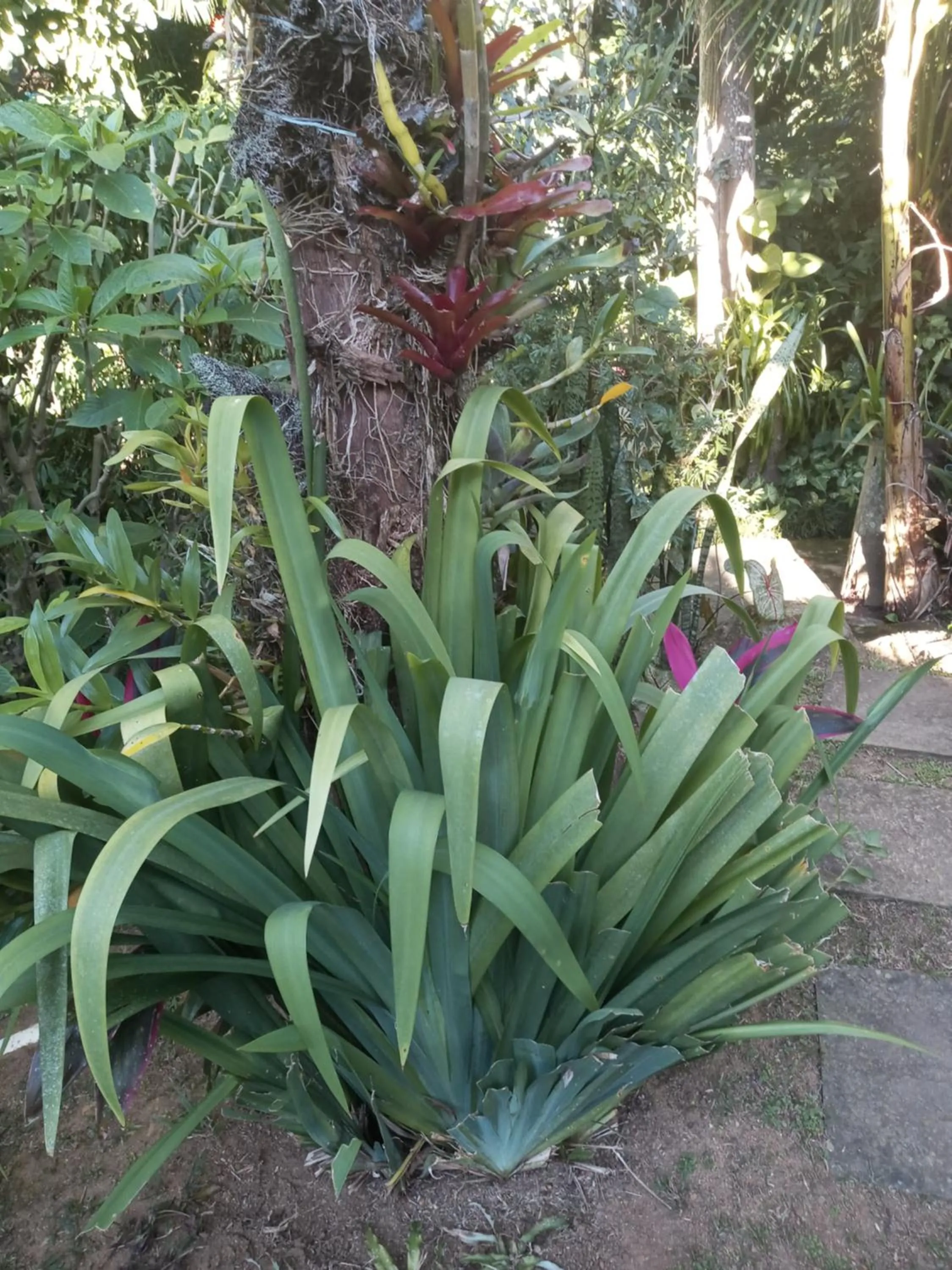 Garden in Pousada Cachoeira