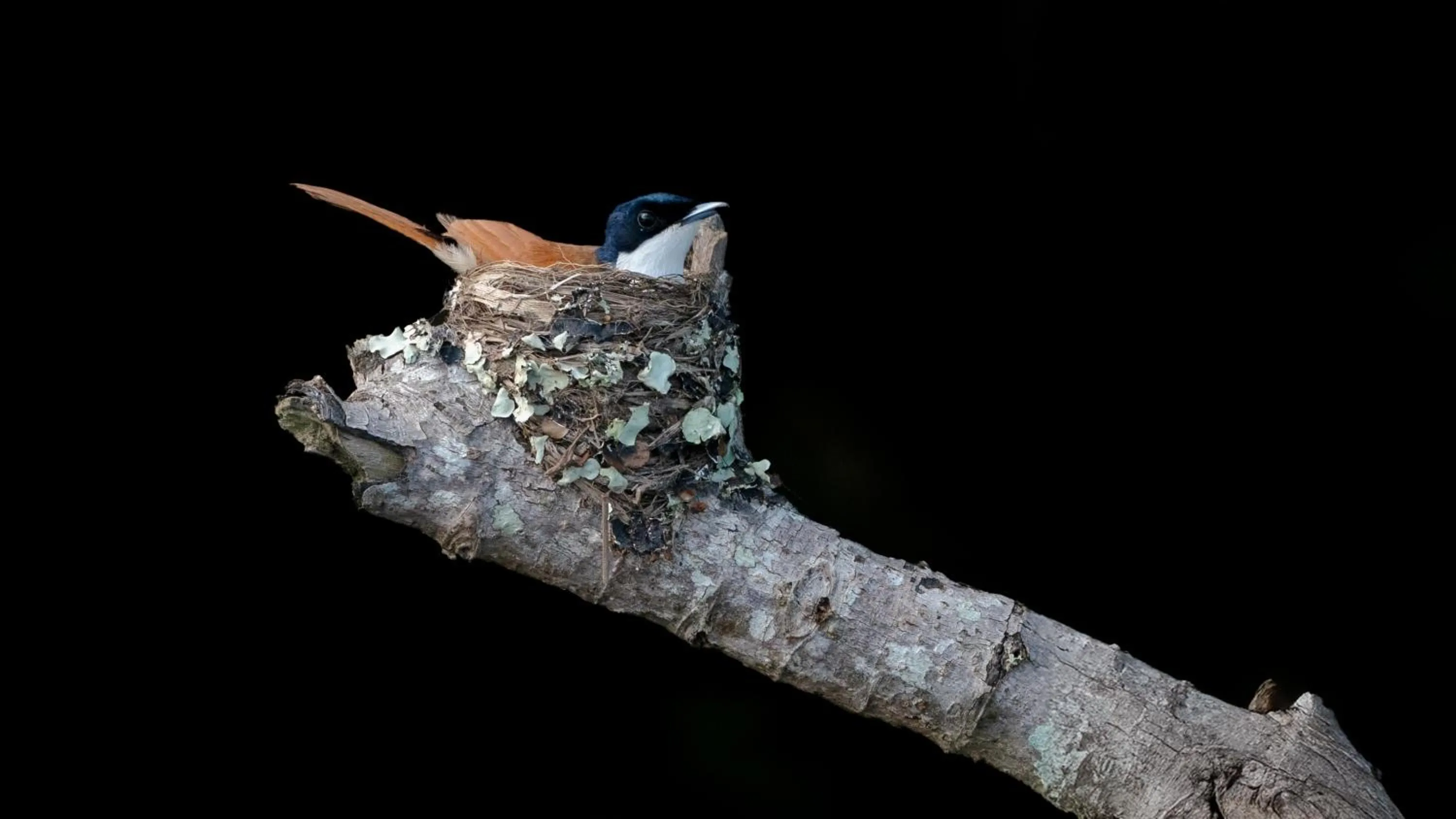 Daintree Riverview Lodges
