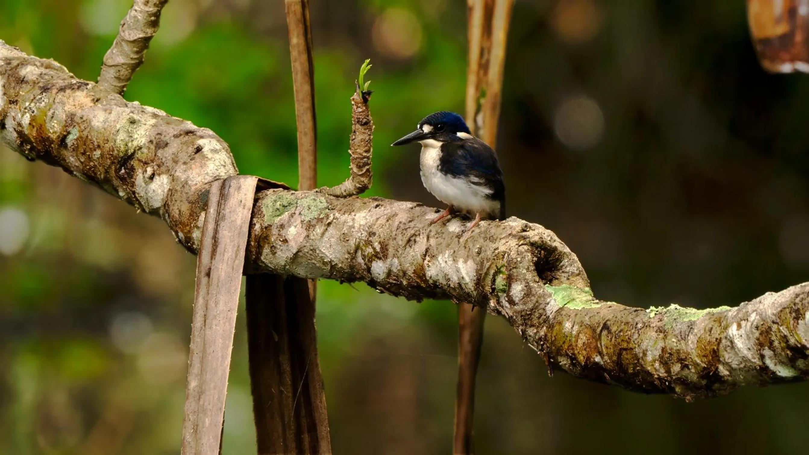Daintree Riverview Lodges