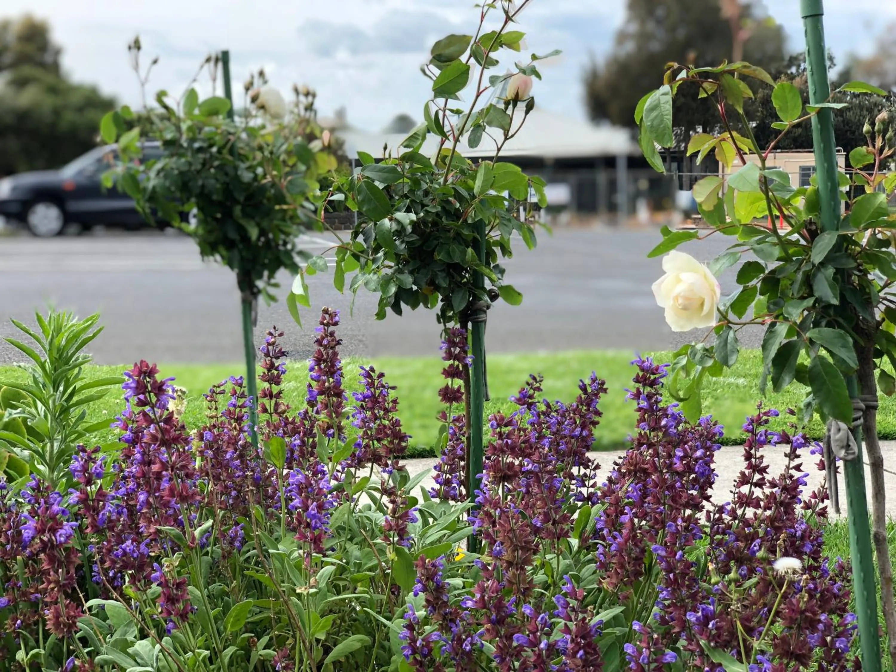 Garden view in Elm Tree Motel