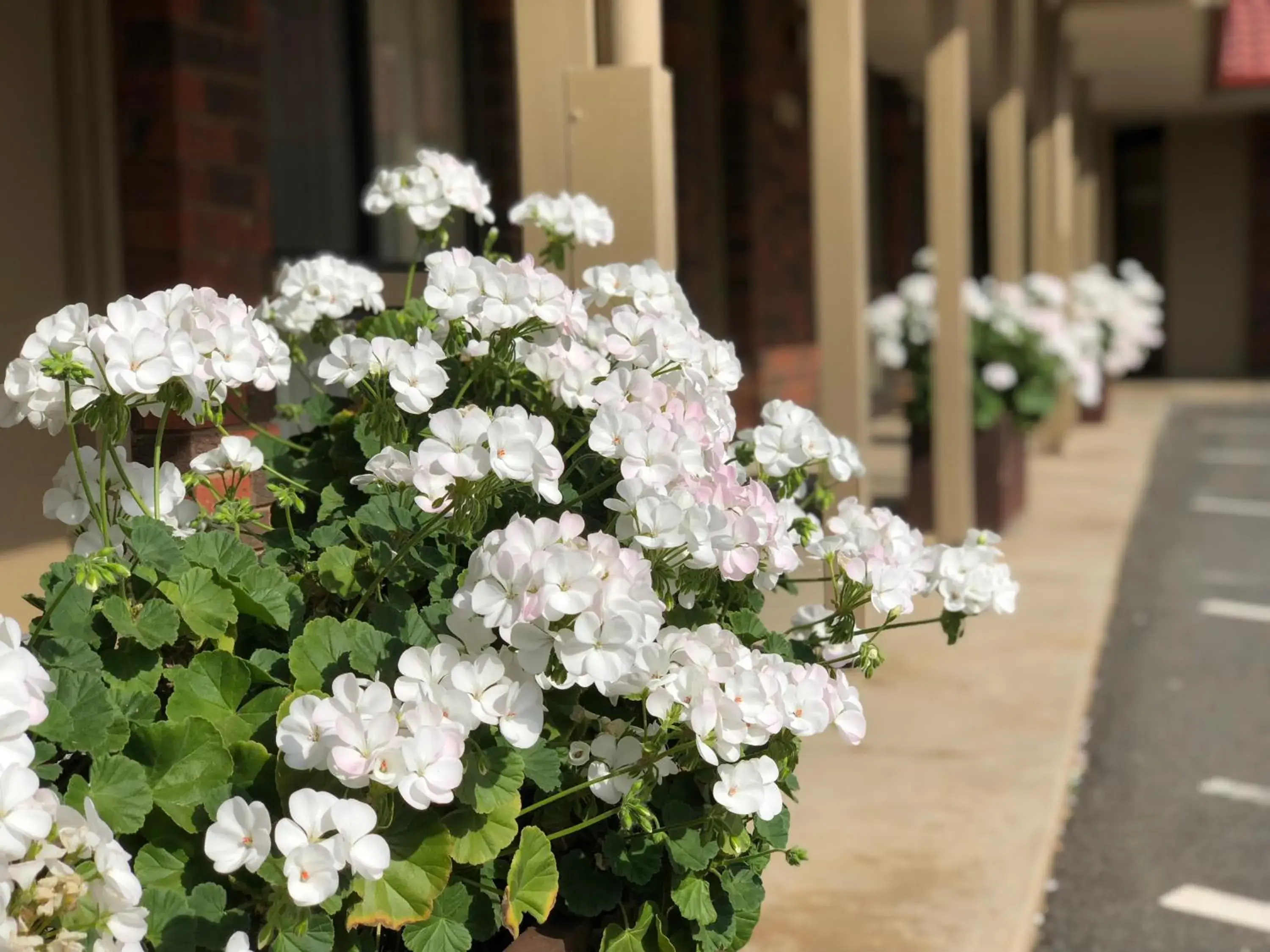 Twin Room in Elm Tree Motel Twin Room in Elm Tree Motel