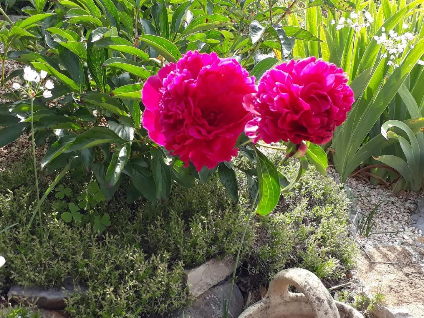 Garden in La Colombe
