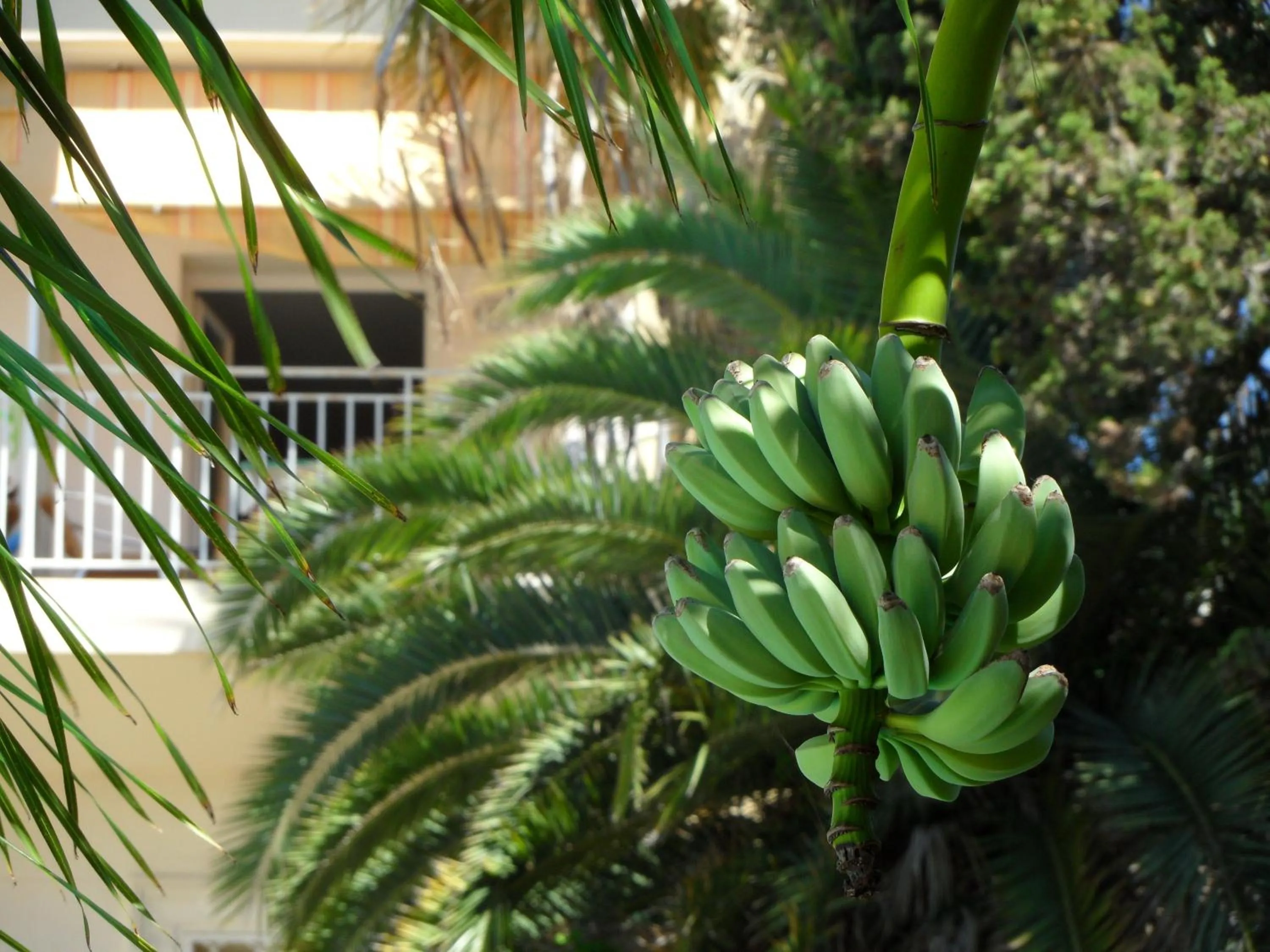 Garden in Residence Veles Plage