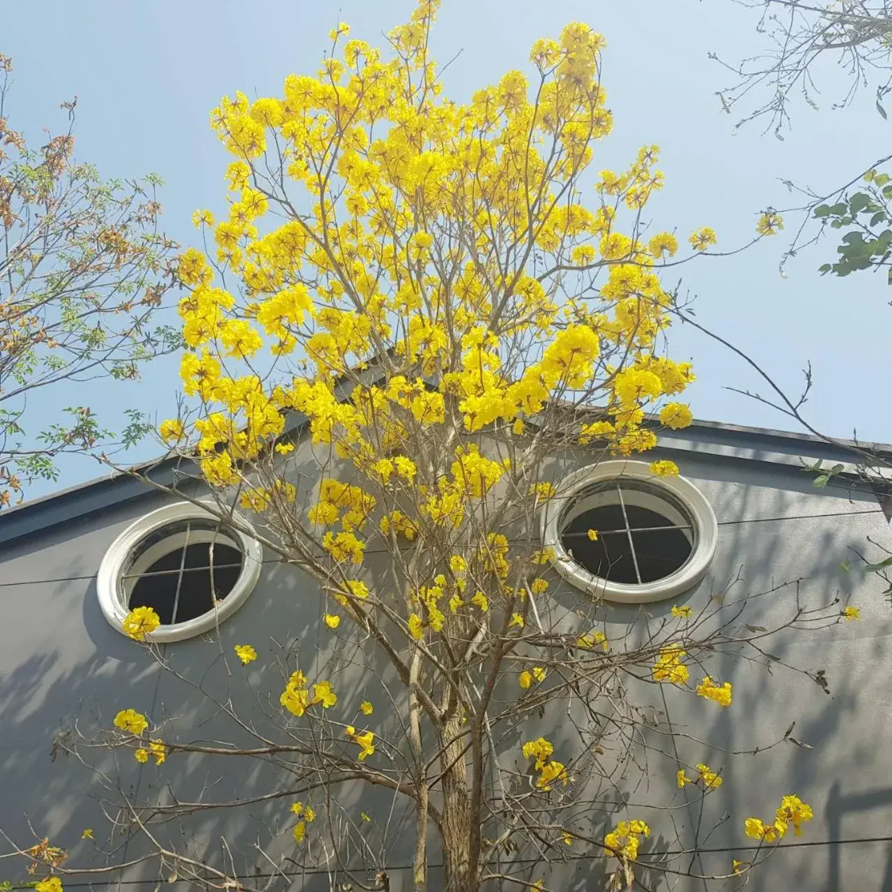Property building in Yellow Pillow village Property building in Yellow Pillow village