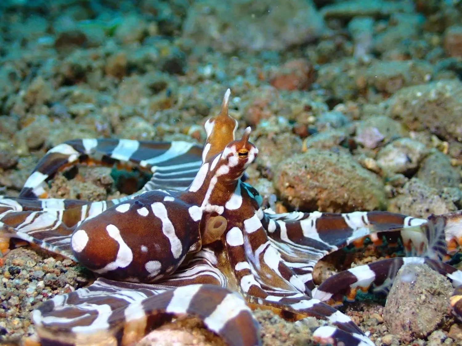 AivyMaes Divers Resort