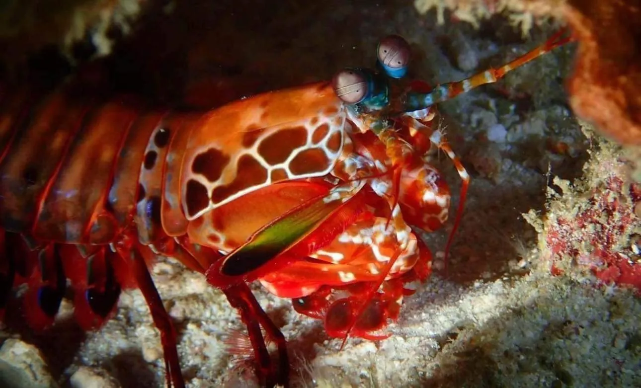 AivyMaes Divers Resort